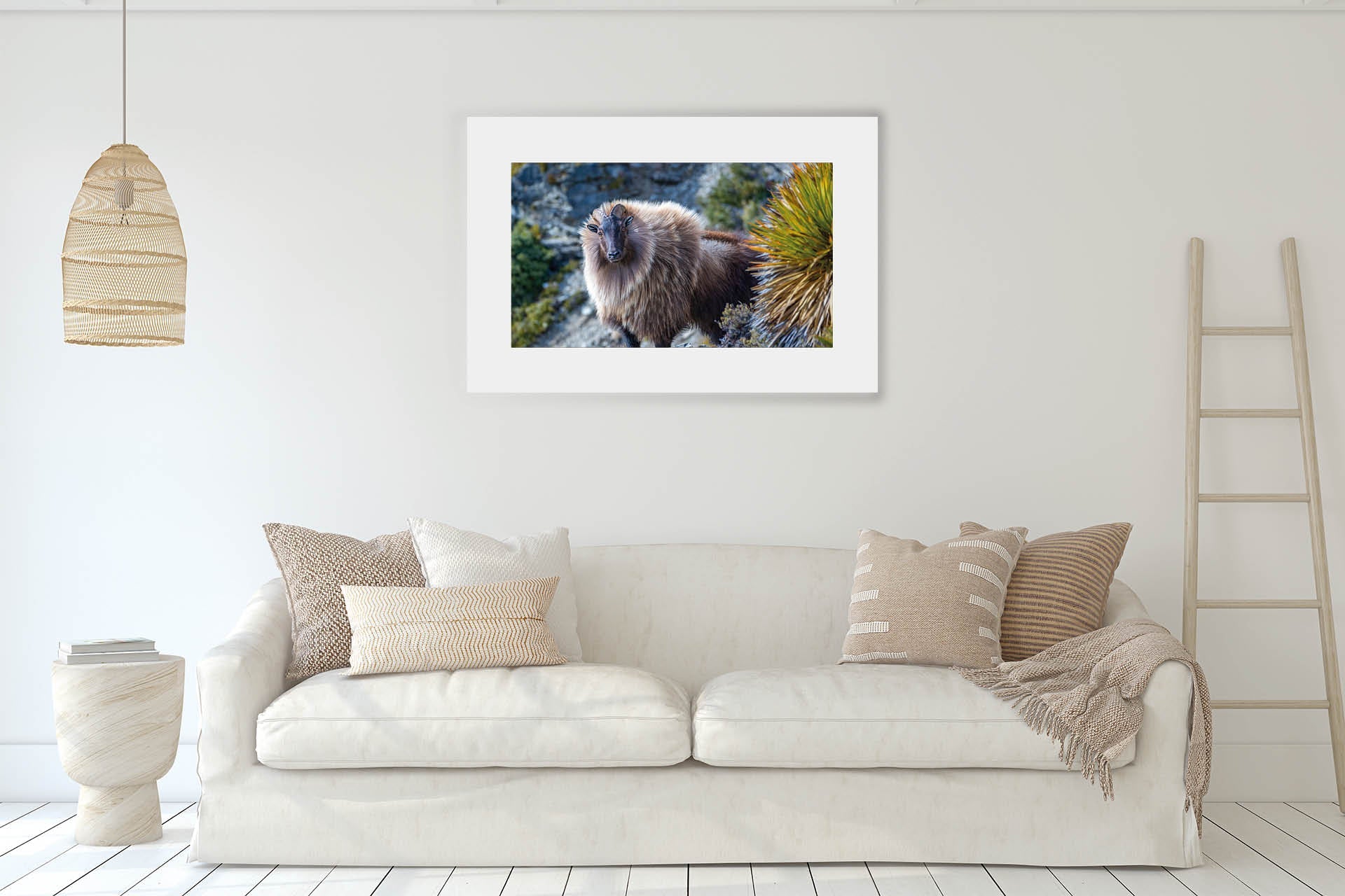On Point | Himalayan Tahr in NZ Alpine Landscape - Wildlife Portrait
