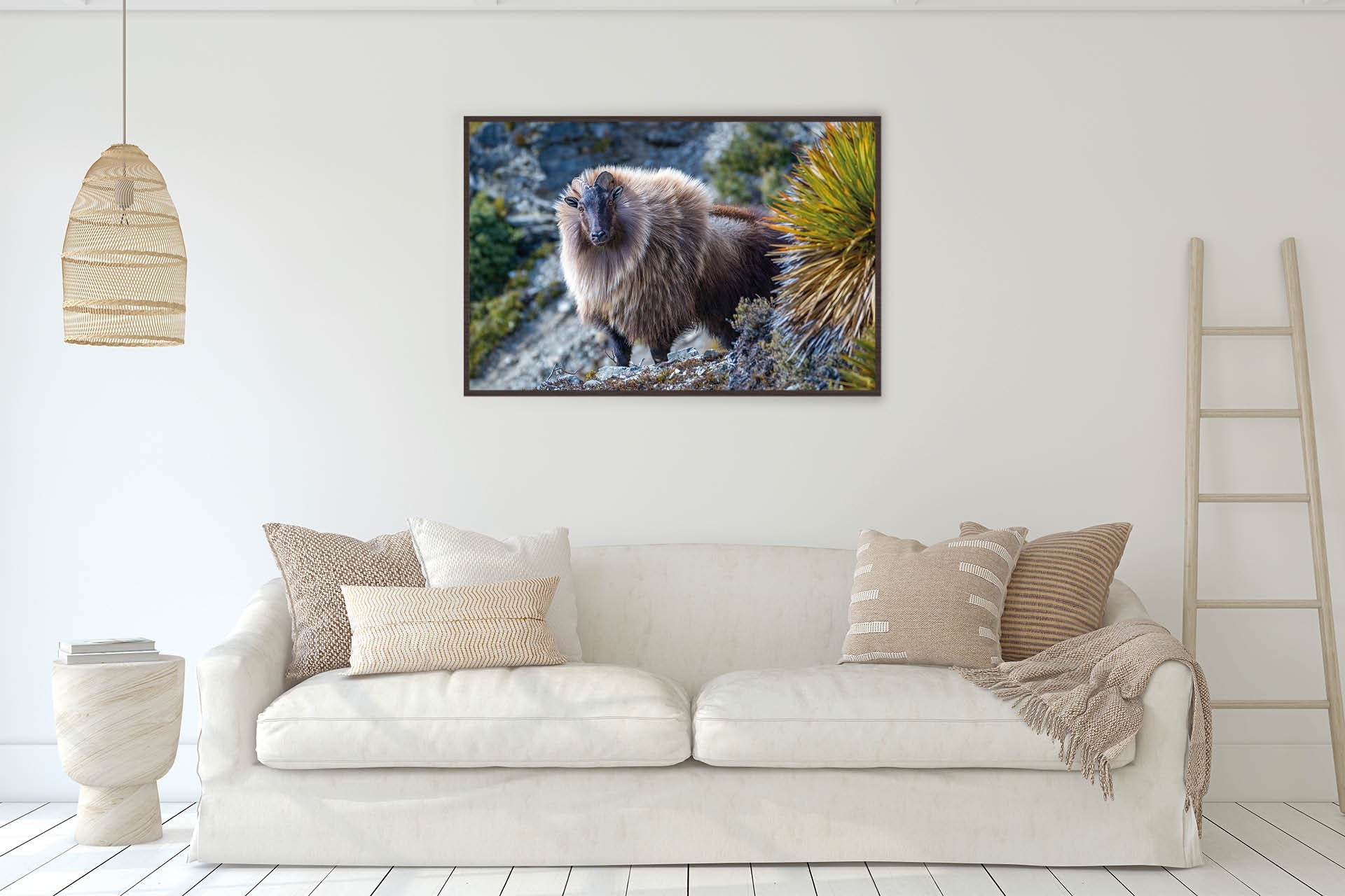 On Point | Himalayan Tahr in NZ Alpine Landscape - Wildlife Portrait