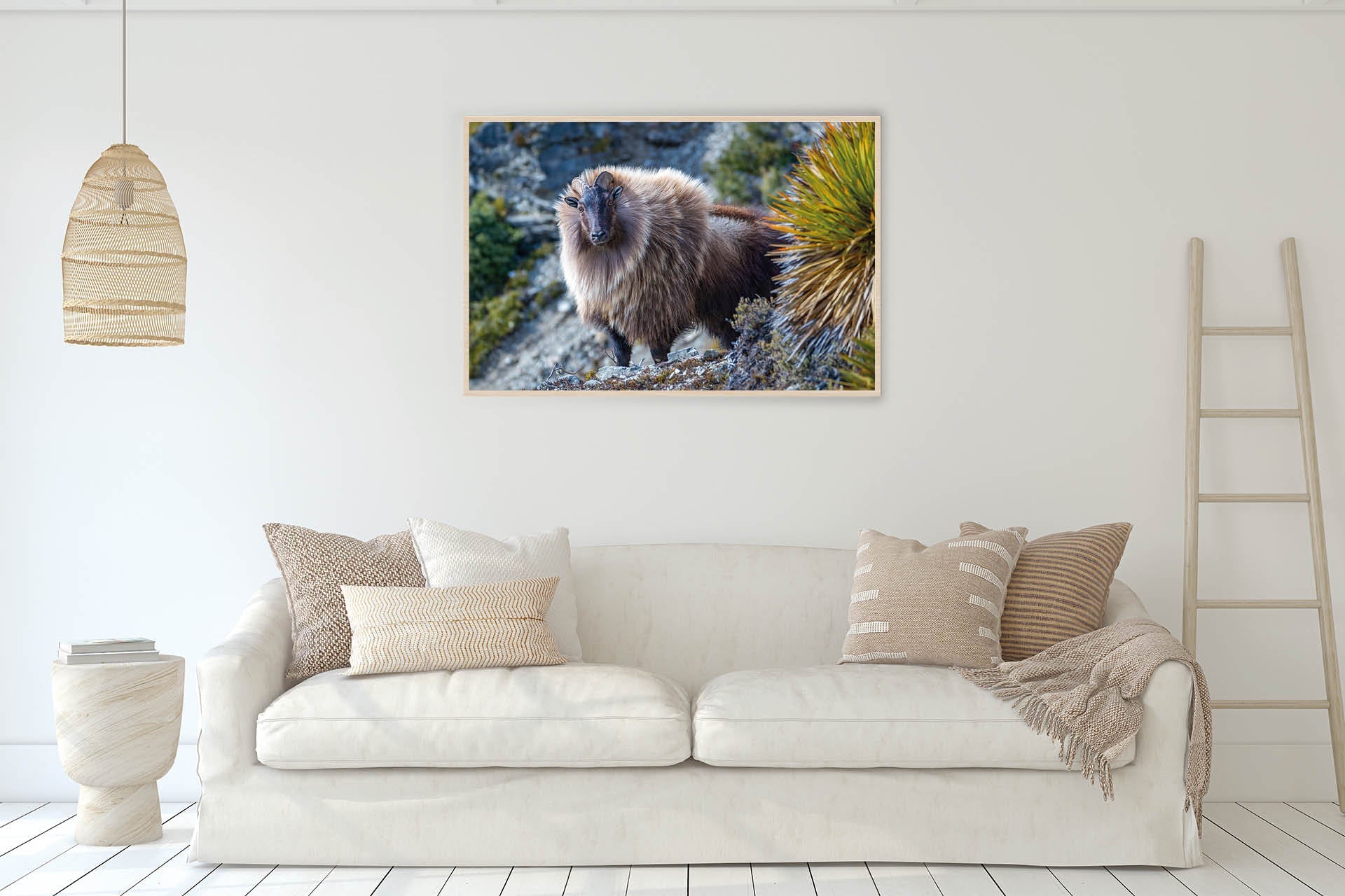 On Point | Himalayan Tahr in NZ Alpine Landscape - Wildlife Portrait