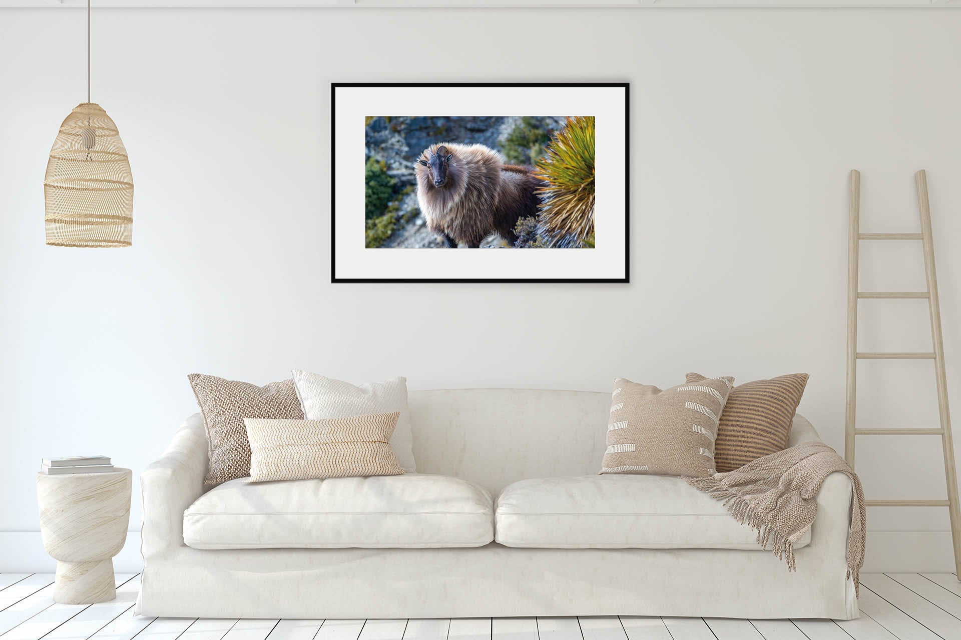 On Point | Himalayan Tahr in NZ Alpine Landscape - Wildlife Portrait