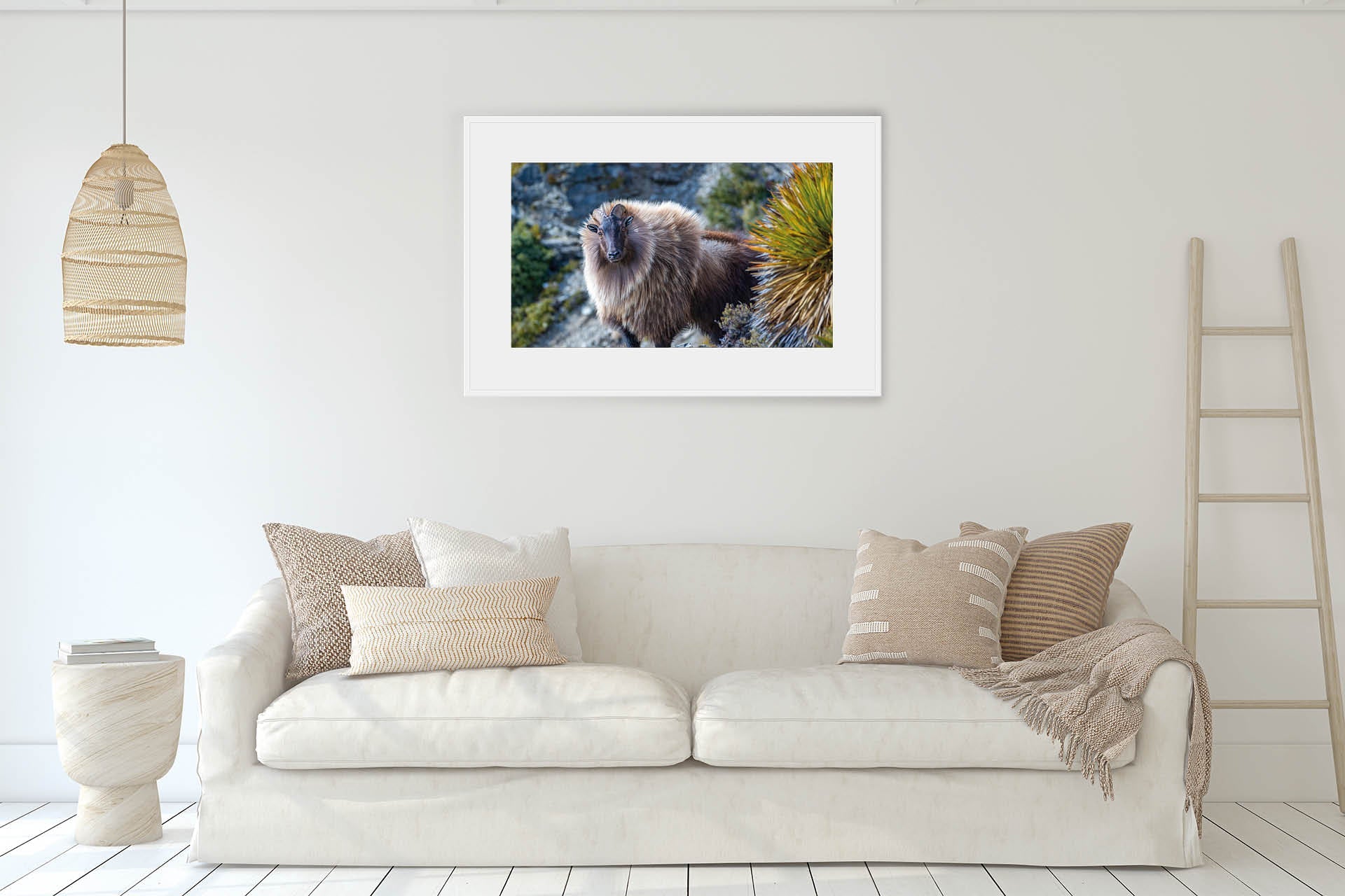 On Point | Himalayan Tahr in NZ Alpine Landscape - Wildlife Portrait