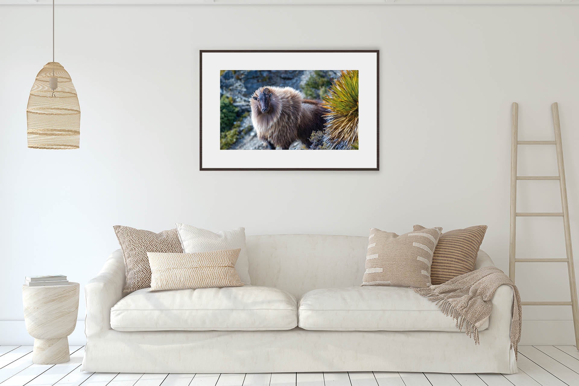 On Point | Himalayan Tahr in NZ Alpine Landscape - Wildlife Portrait