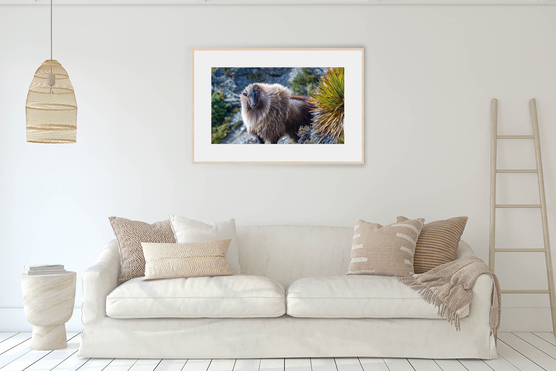 On Point | Himalayan Tahr in NZ Alpine Landscape - Wildlife Portrait
