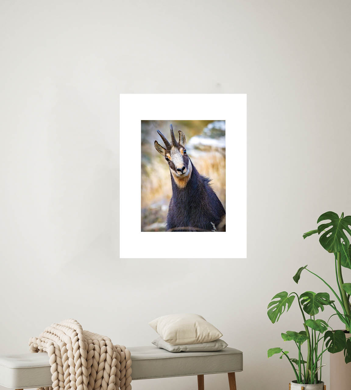 The Never Ending Stare | Chamois in New Zealand’s Alpine Landscape — Wildlife Portrait
