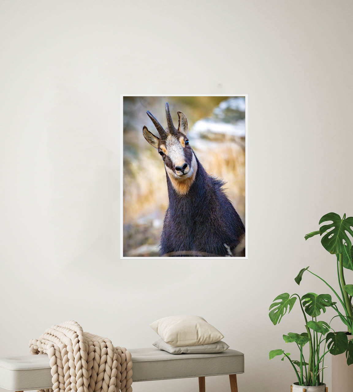 The Never Ending Stare | Chamois in New Zealand’s Alpine Landscape — Wildlife Portrait