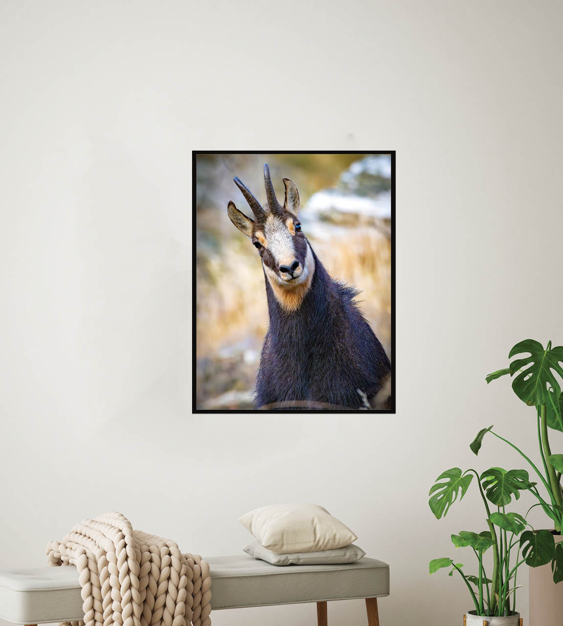 The Never Ending Stare | Chamois in New Zealand’s Alpine Landscape — Wildlife Portrait
