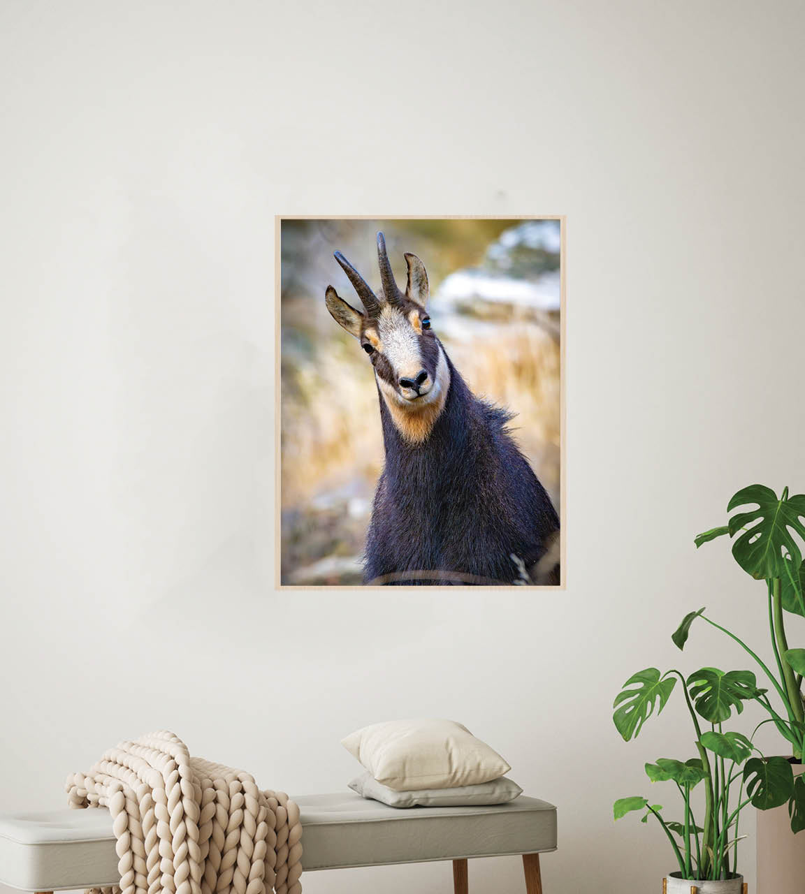 The Never Ending Stare | Chamois in New Zealand’s Alpine Landscape — Wildlife Portrait