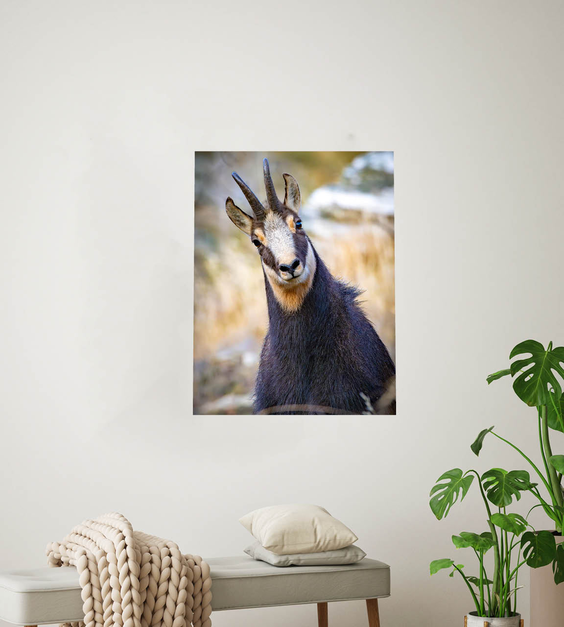 The Never Ending Stare | Chamois in New Zealand’s Alpine Landscape — Wildlife Portrait