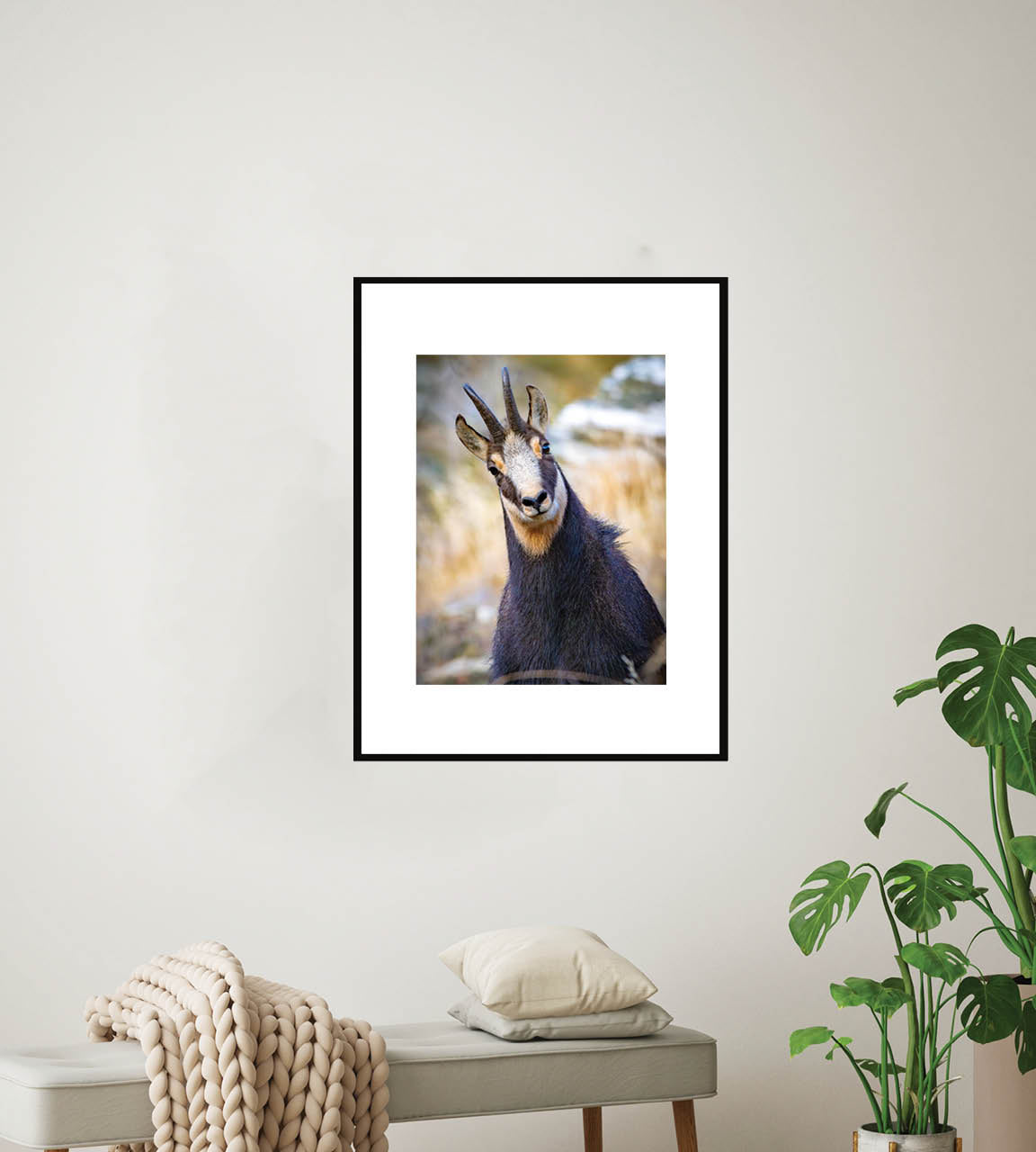 The Never Ending Stare | Chamois in New Zealand’s Alpine Landscape — Wildlife Portrait