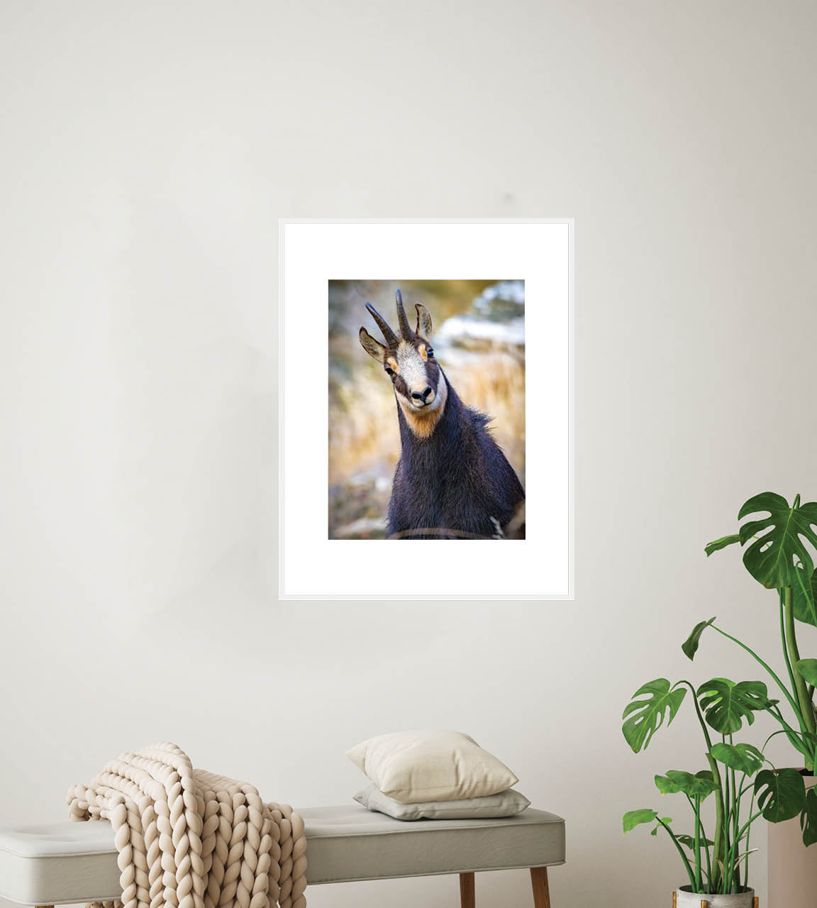 The Never Ending Stare | Chamois in New Zealand’s Alpine Landscape — Wildlife Portrait
