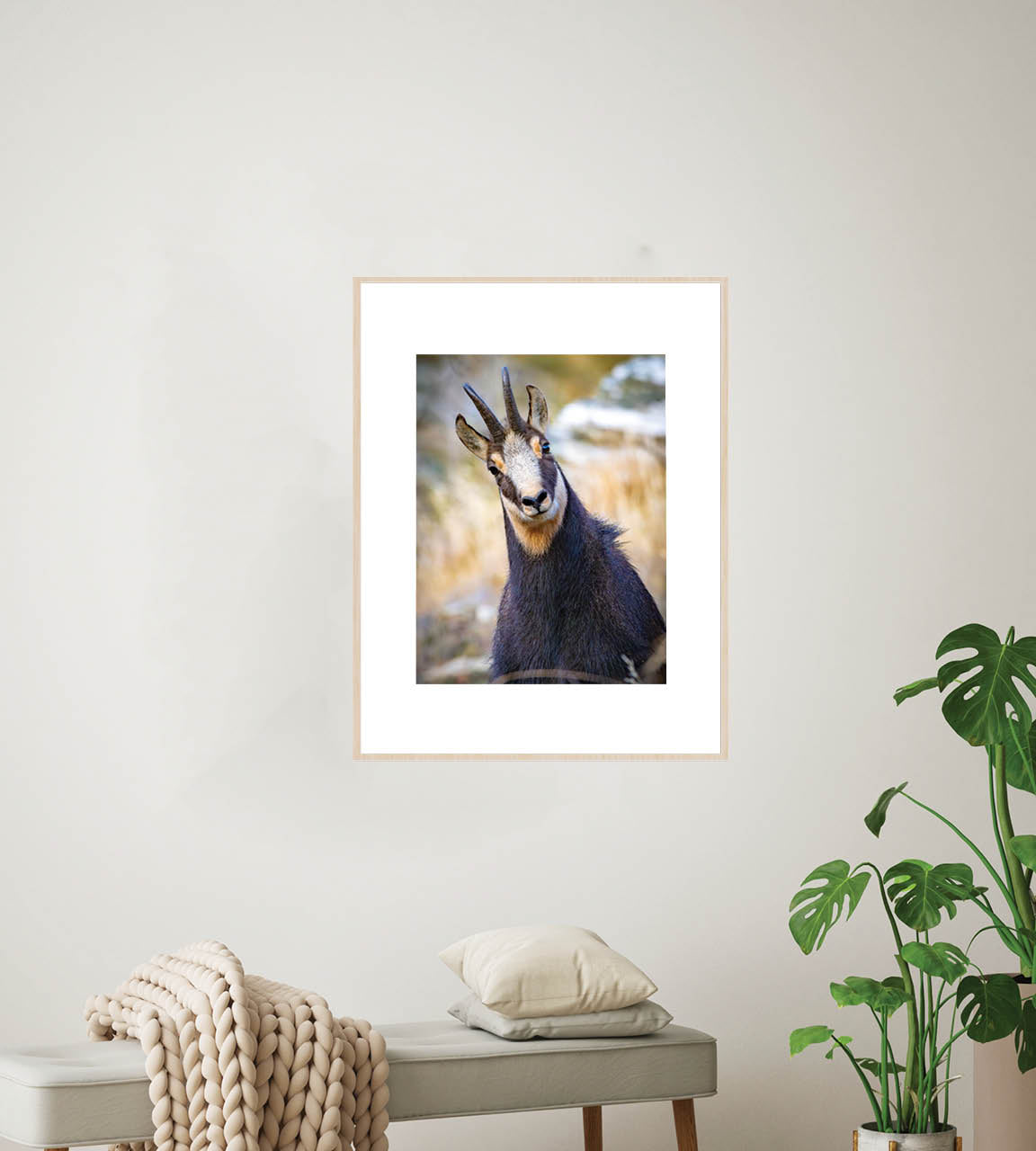 The Never Ending Stare | Chamois in New Zealand’s Alpine Landscape — Wildlife Portrait