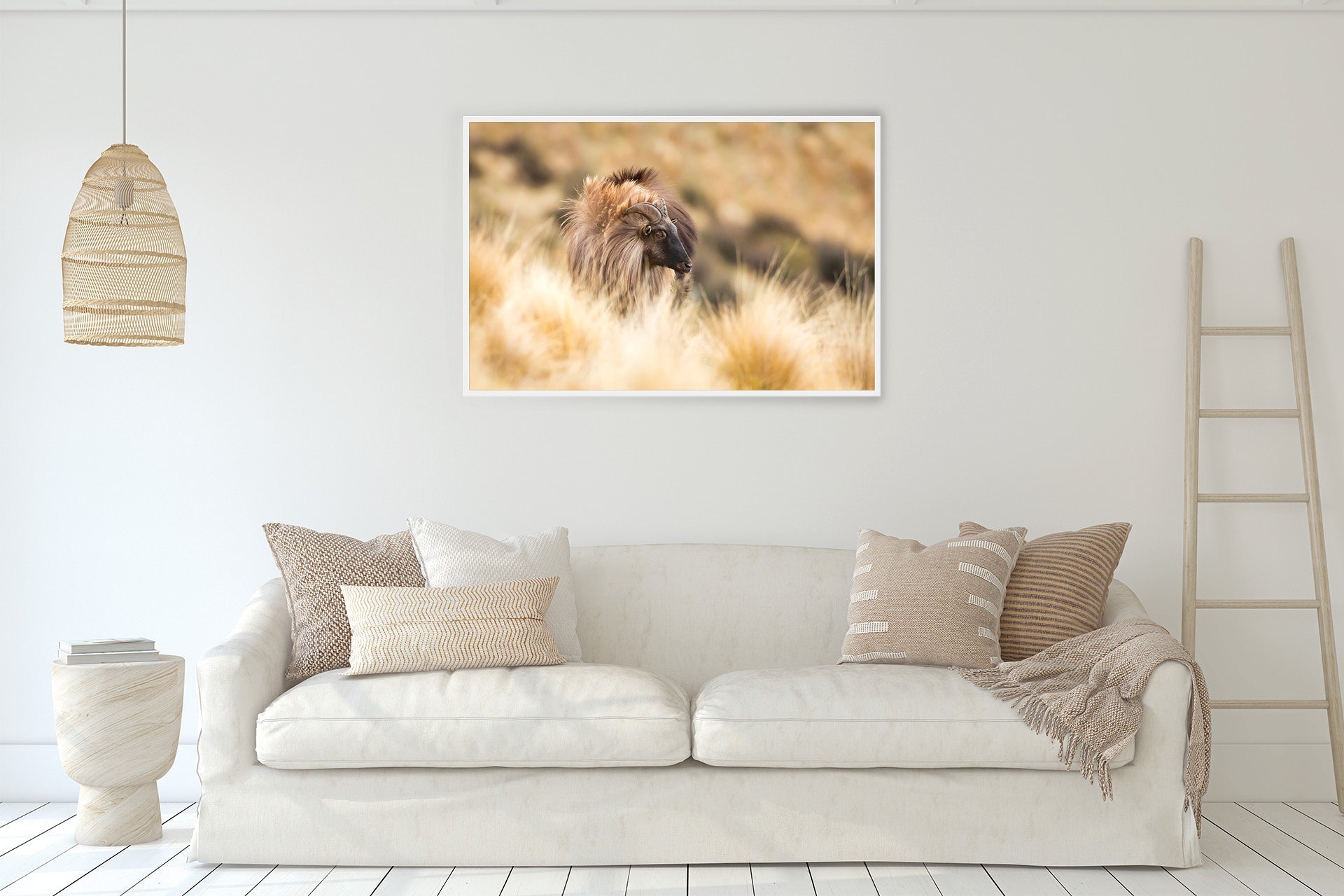 NZ Tahr framed for your wall