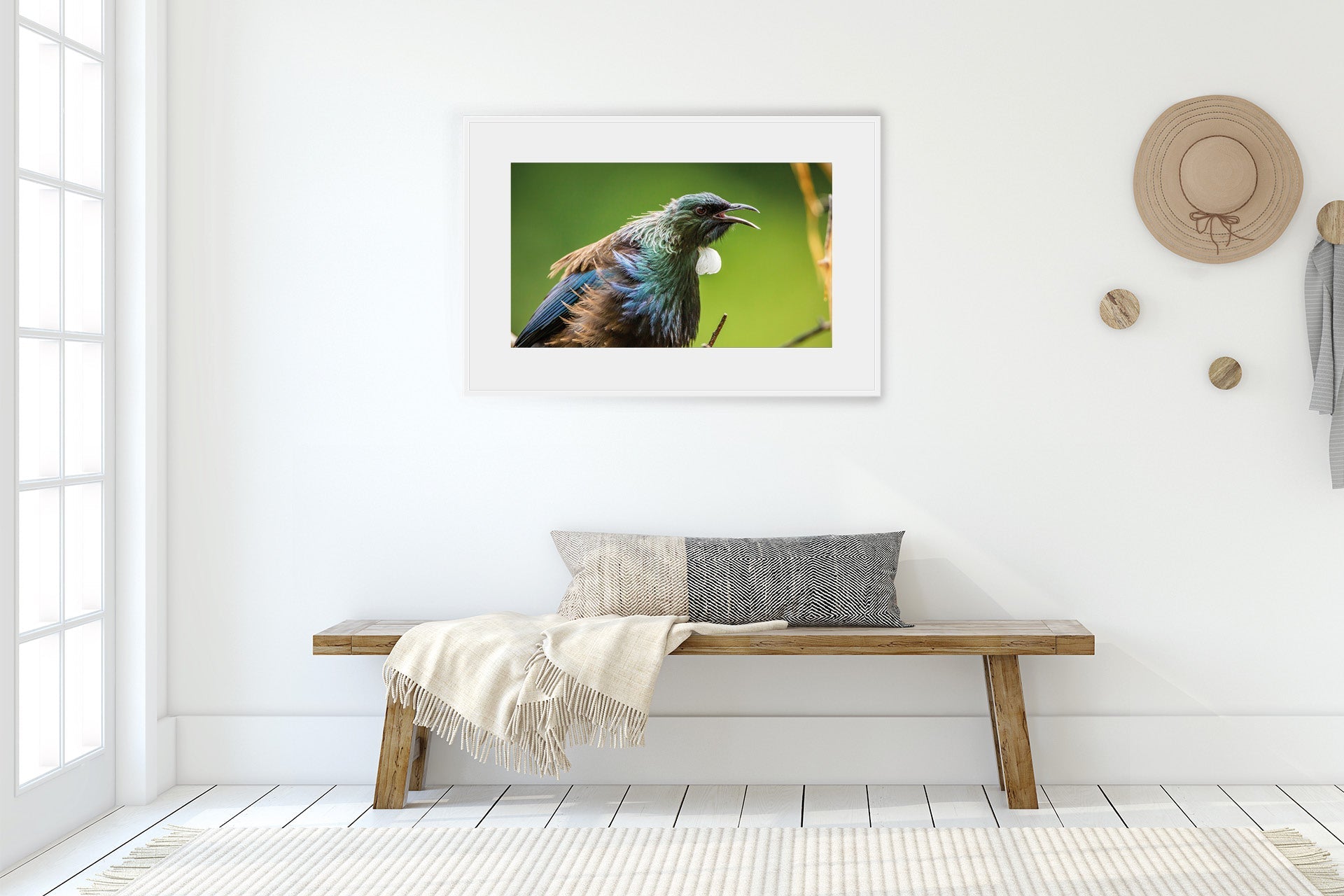 New Zealand native bird photo images