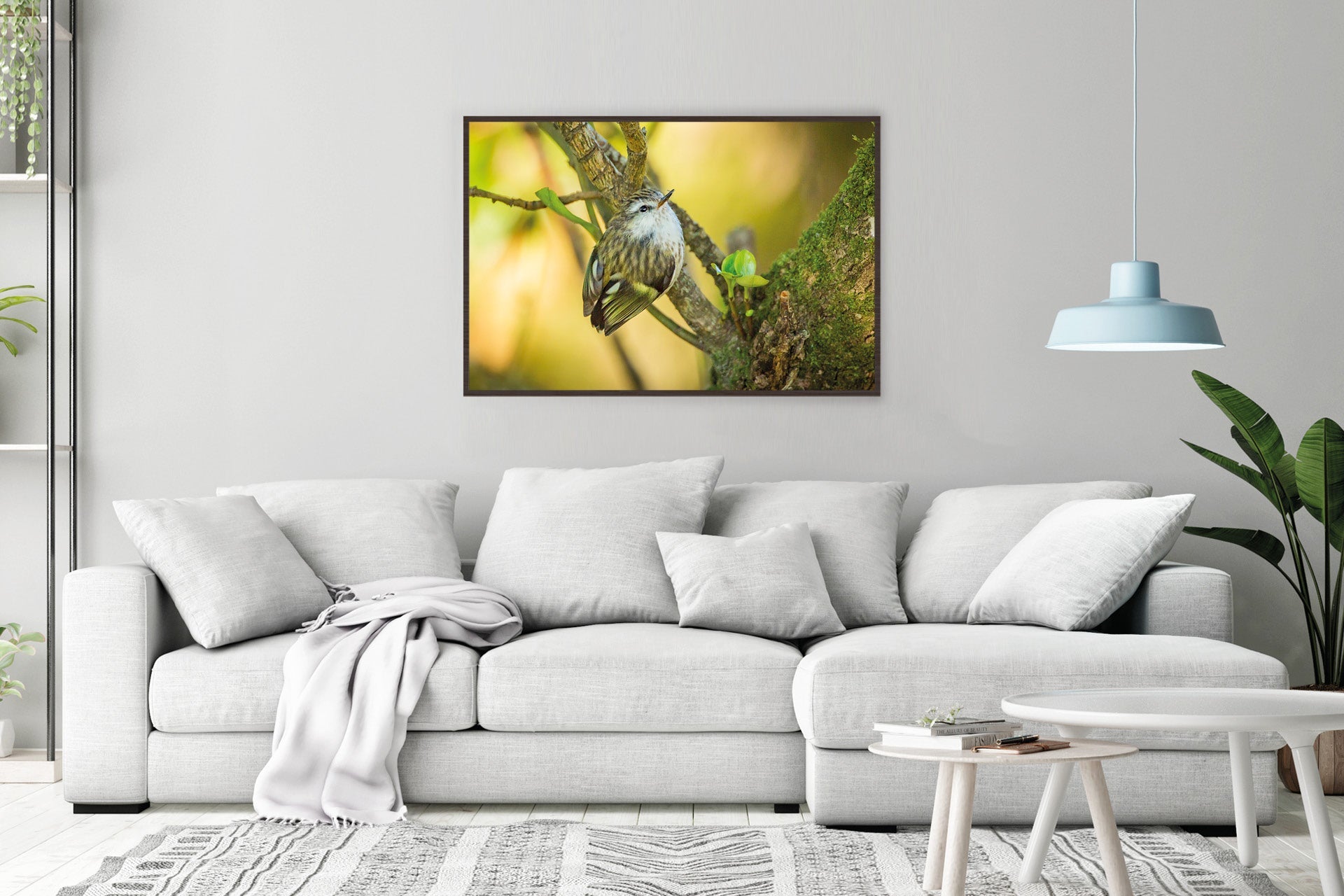 NZ native bird rifleman photo