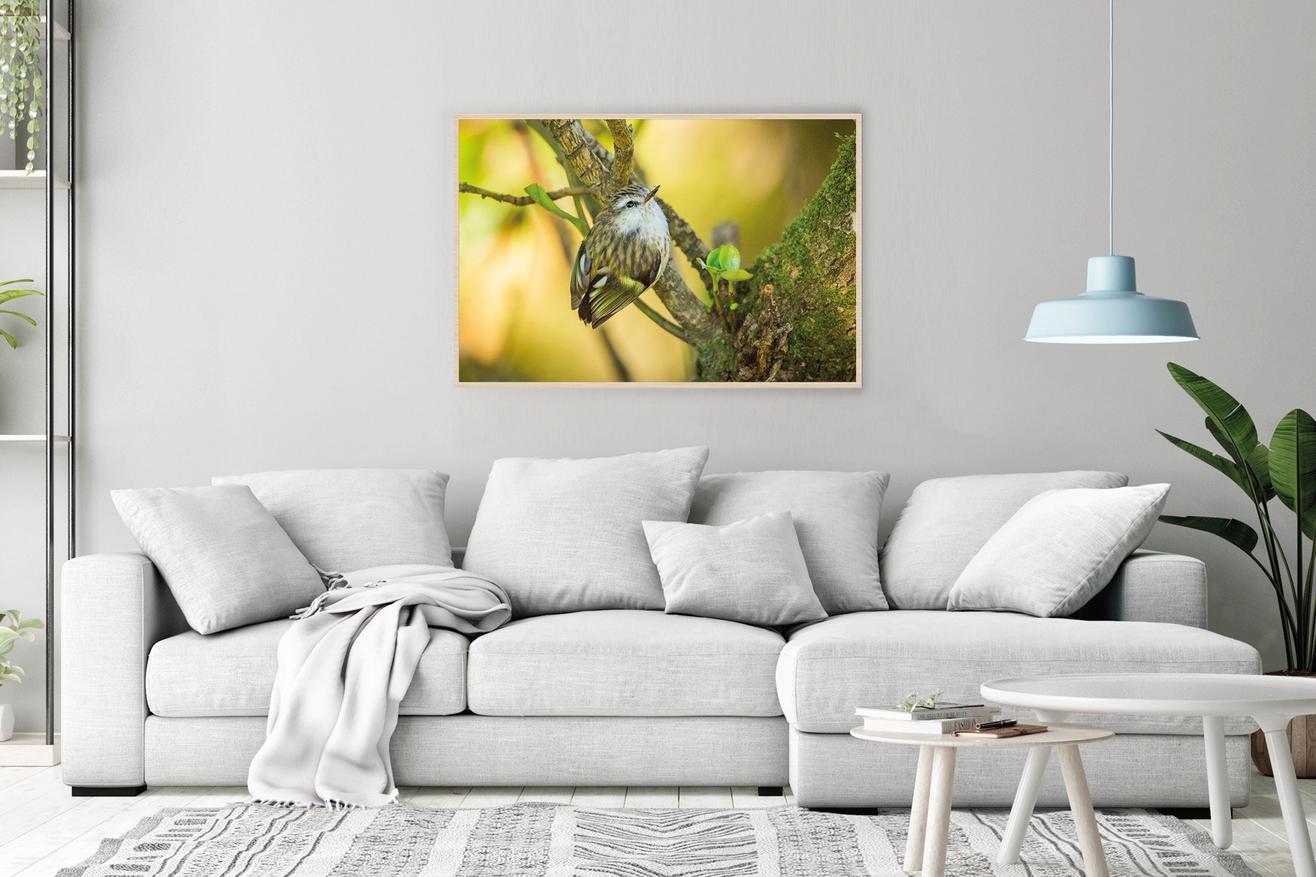 NZ native bird rifleman photo