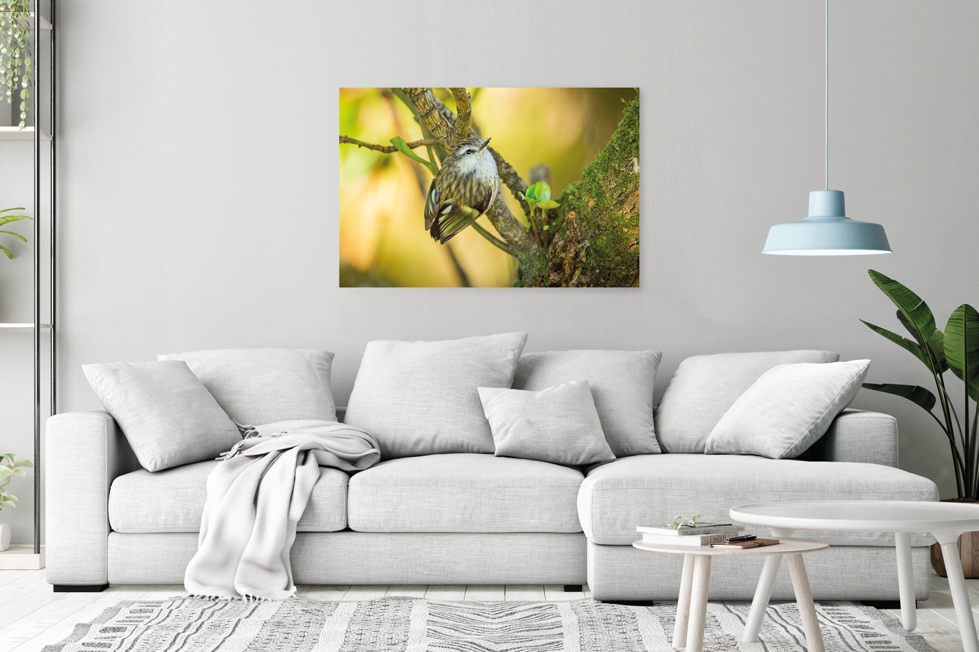 New Zealand native bird wall print