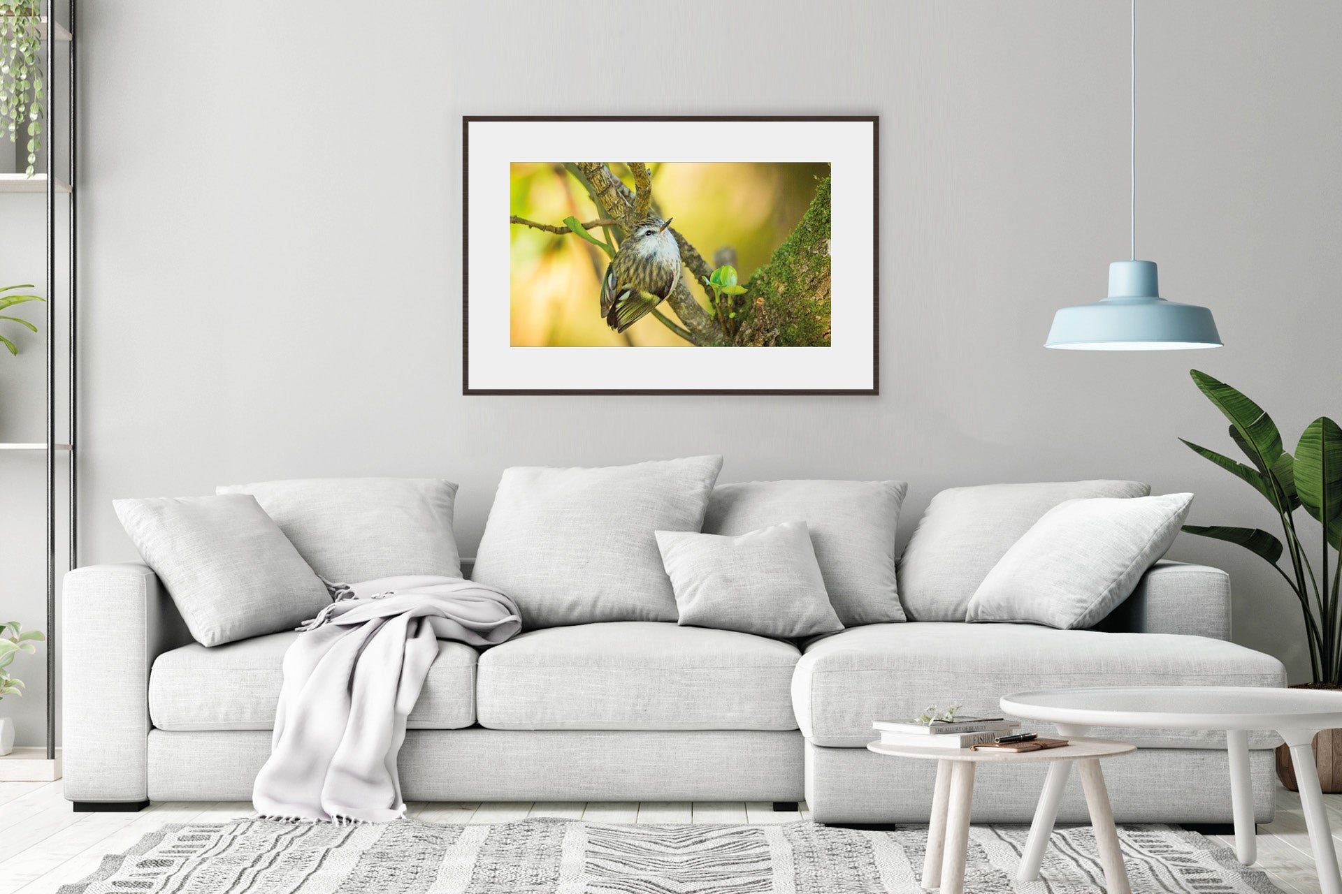 NZ native bird rifleman photo