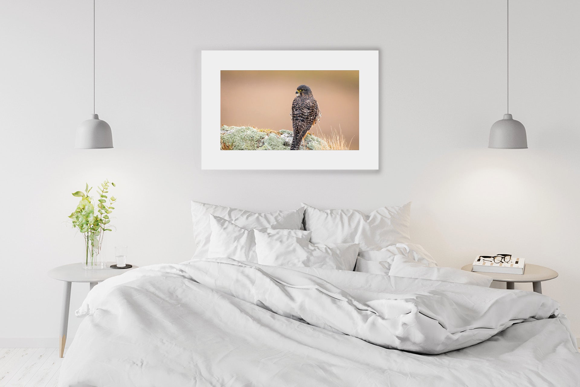 wall print New Zealand Falcon photograph