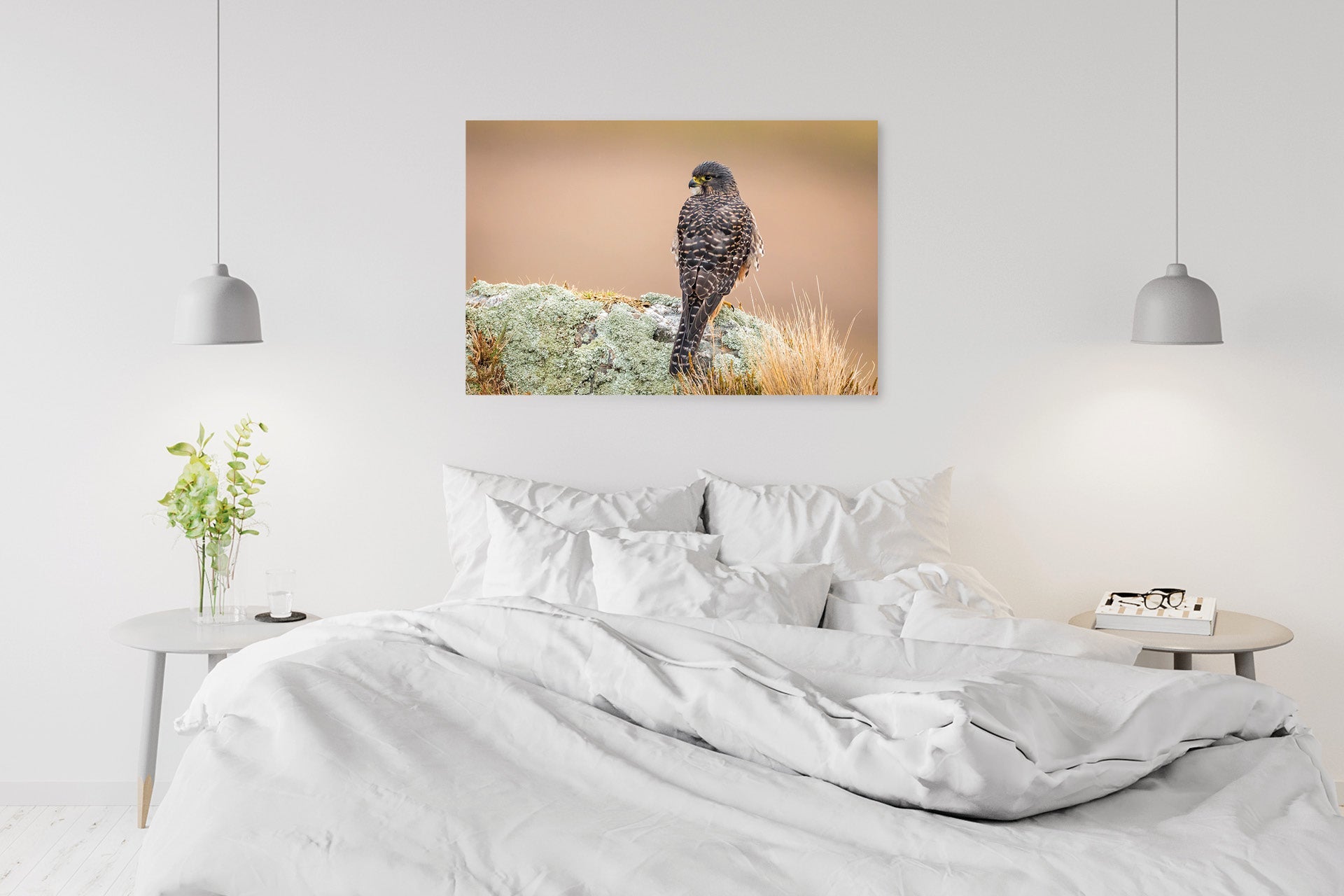 Falcon image