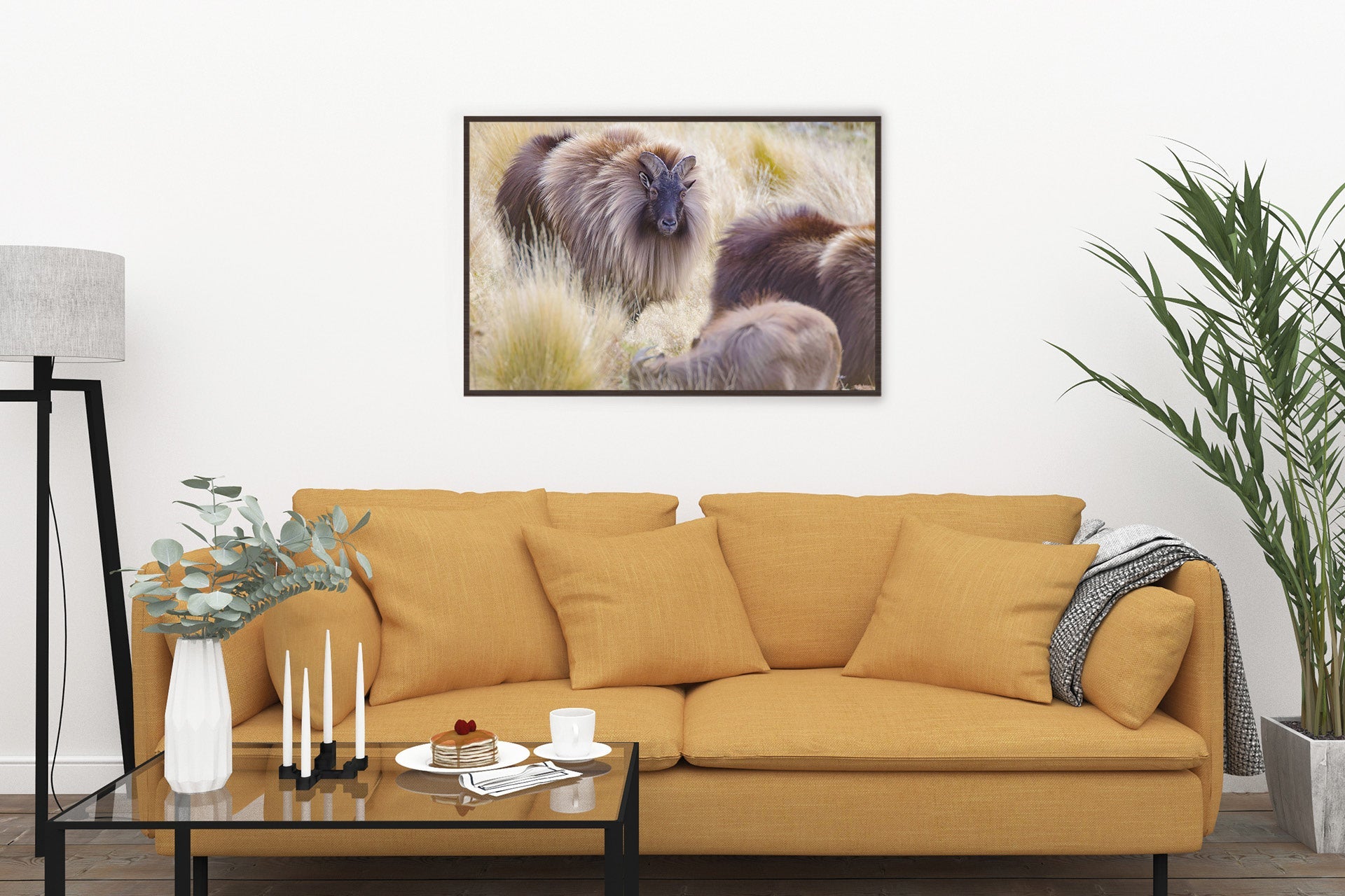 Bull Tahr on display to a nanny tahr