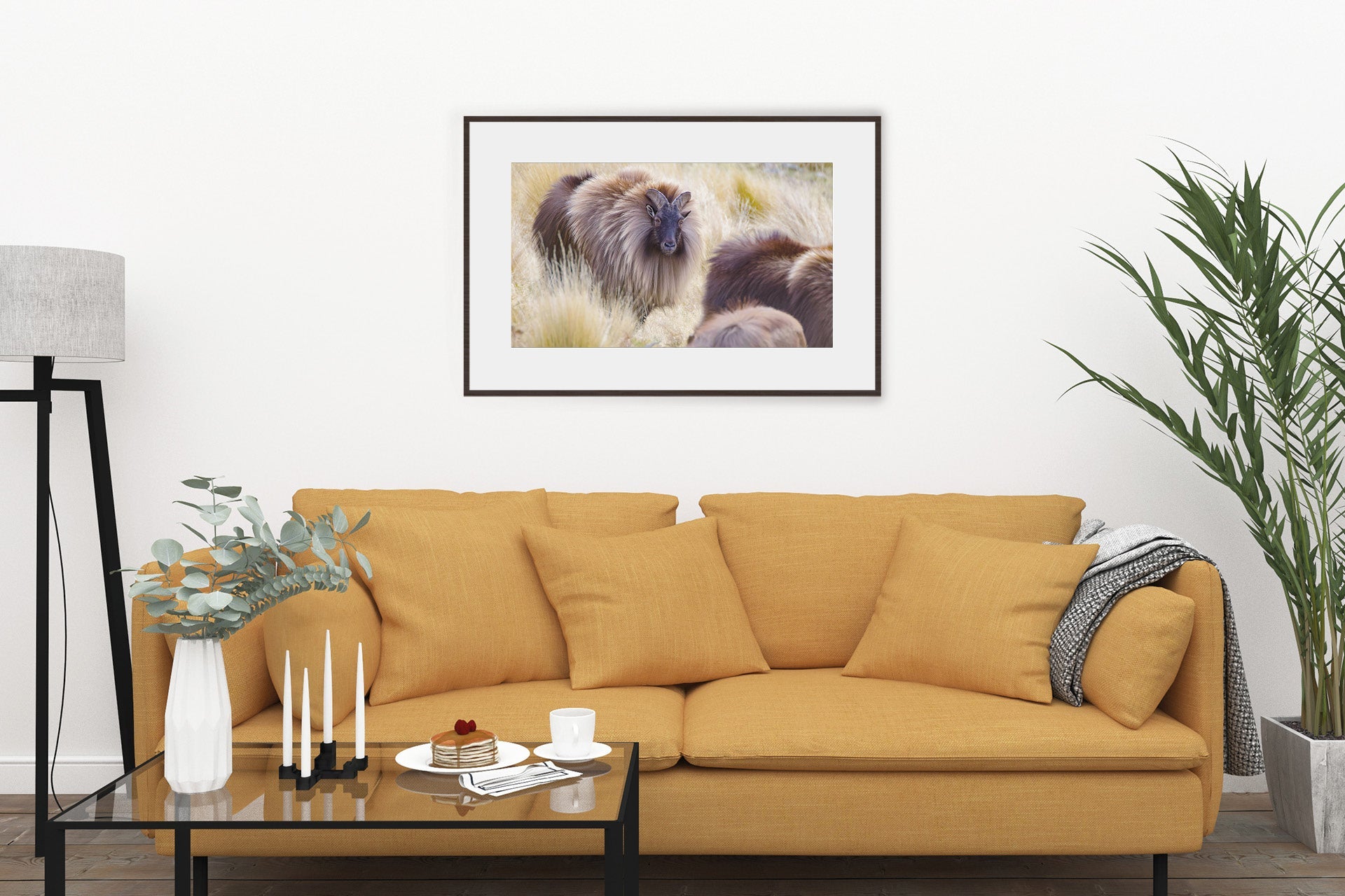 Bull Tahr on display to a nanny tahr