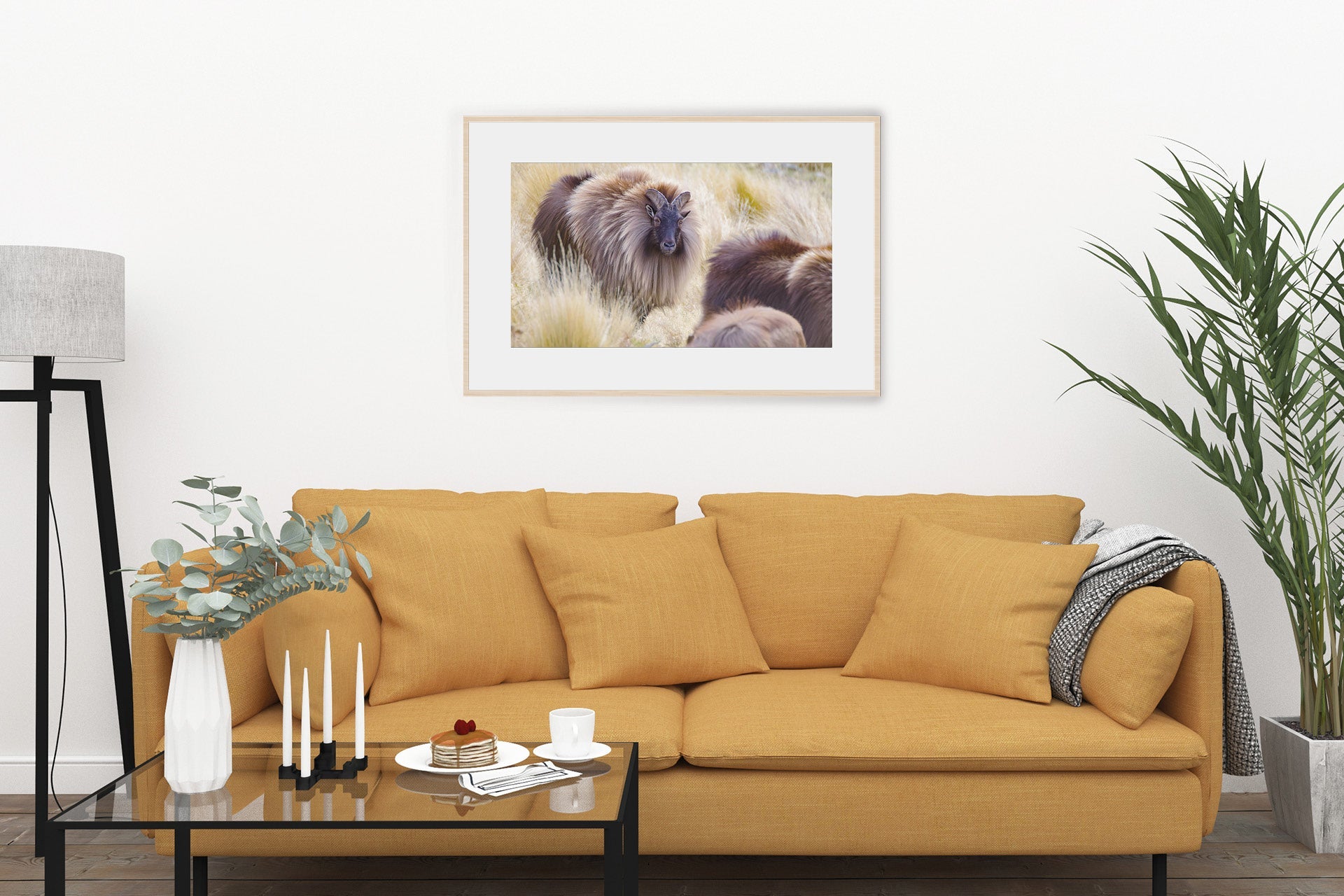 Bull Tahr on display to a nanny tahr