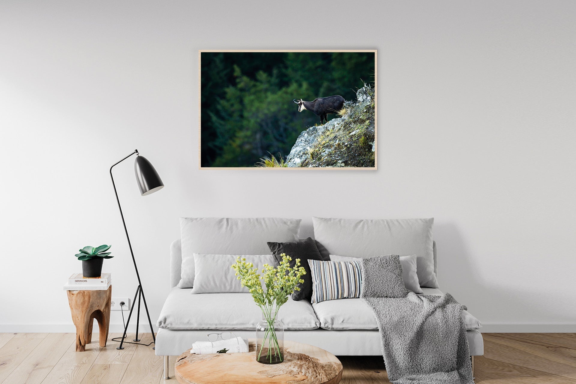 Chamois photo