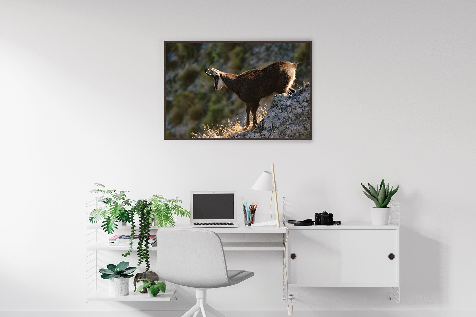 Chamois Buck wall print