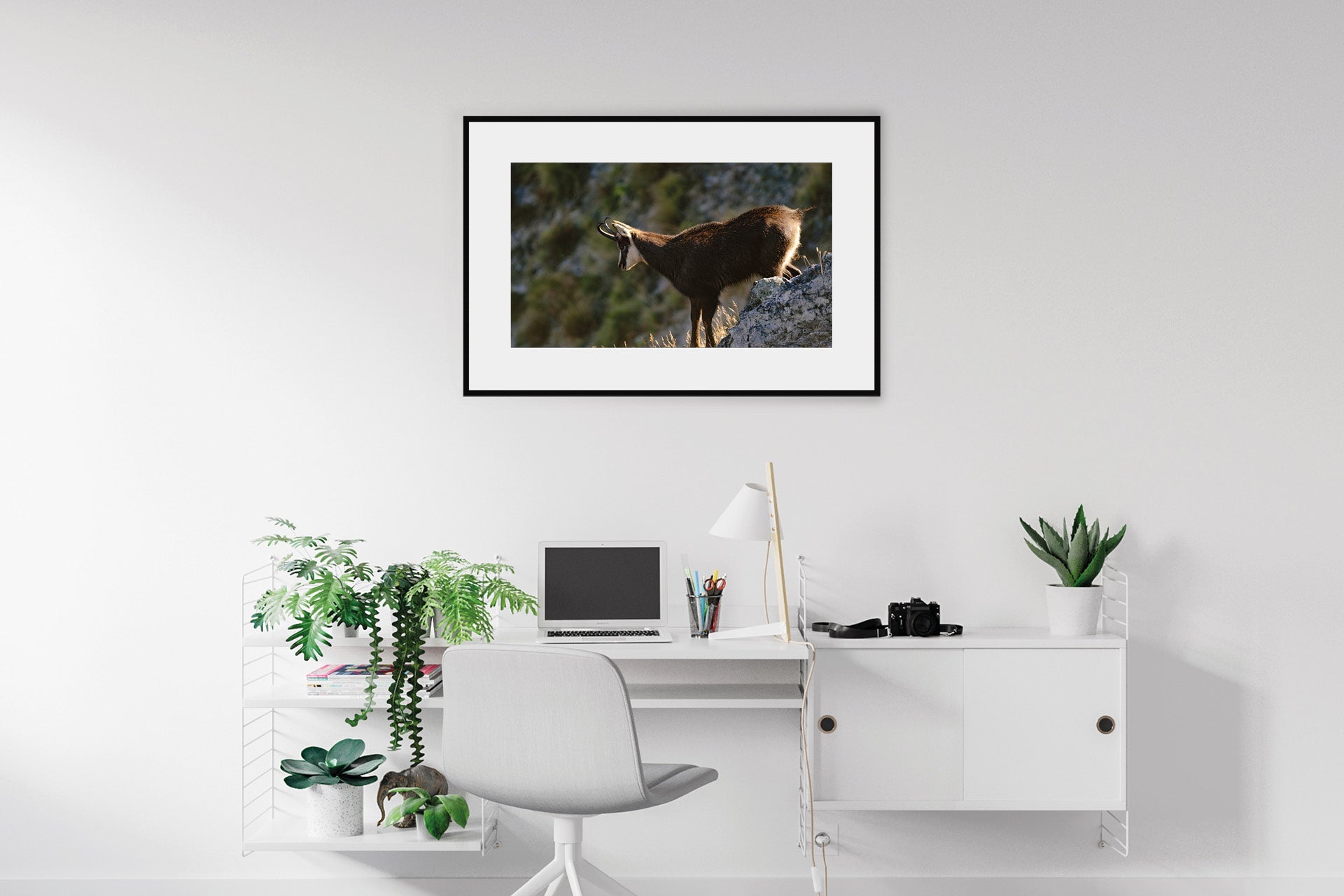 Chamois Buck print