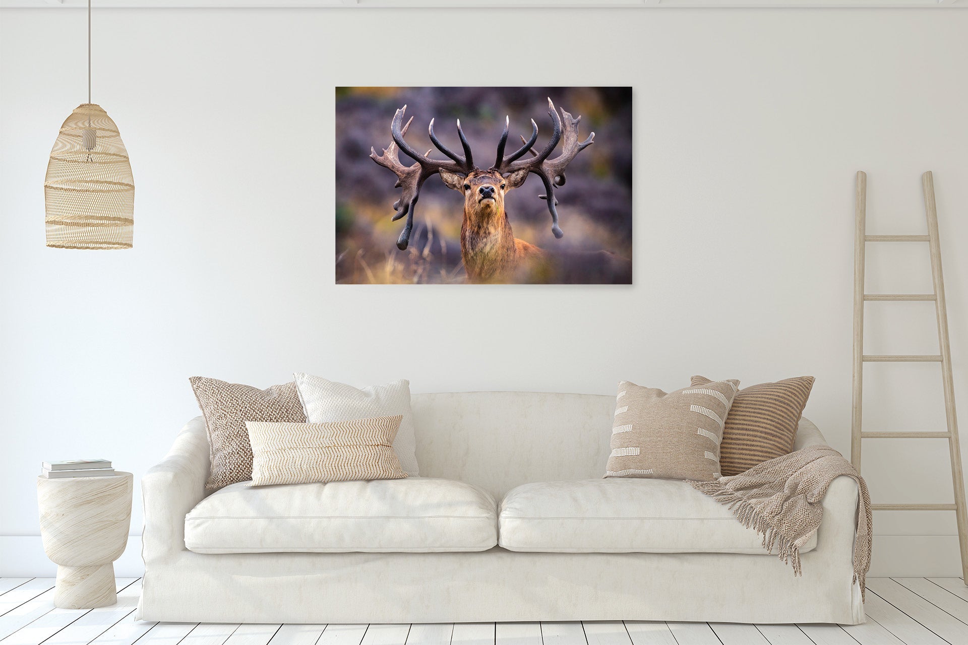 big set of antlers on this New Zealand Red Stag