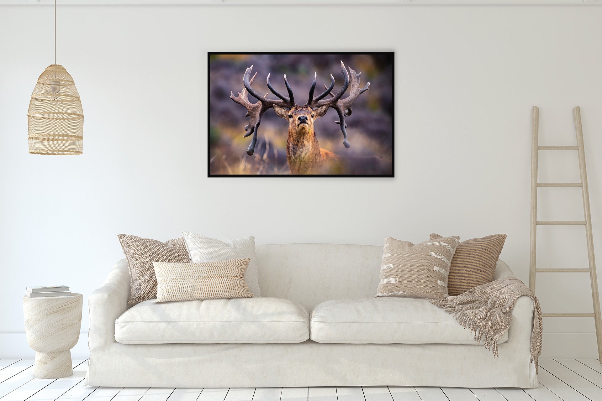 big set of antlers on this New Zealand Red Stag