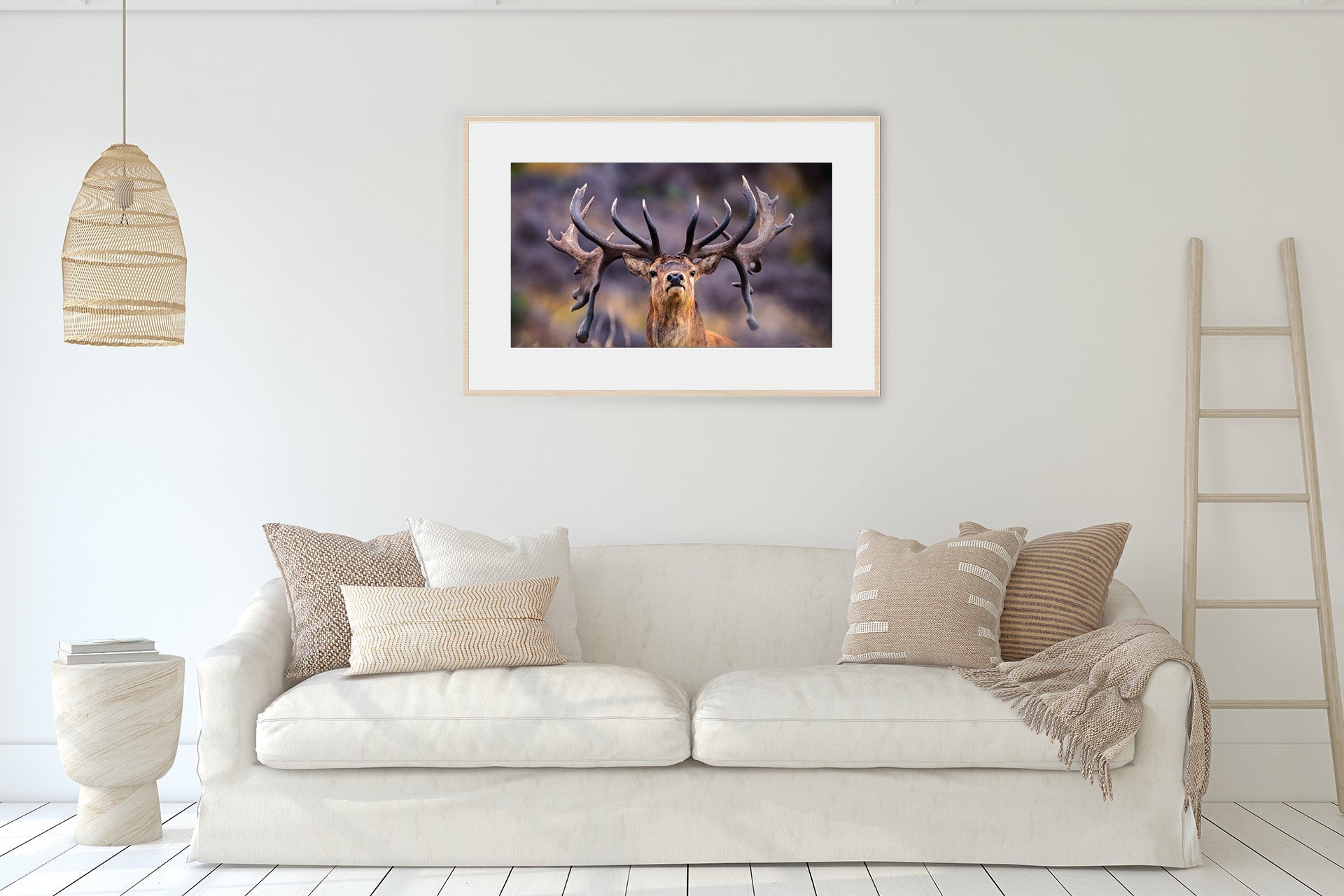New Zealand Red Stag framed photo