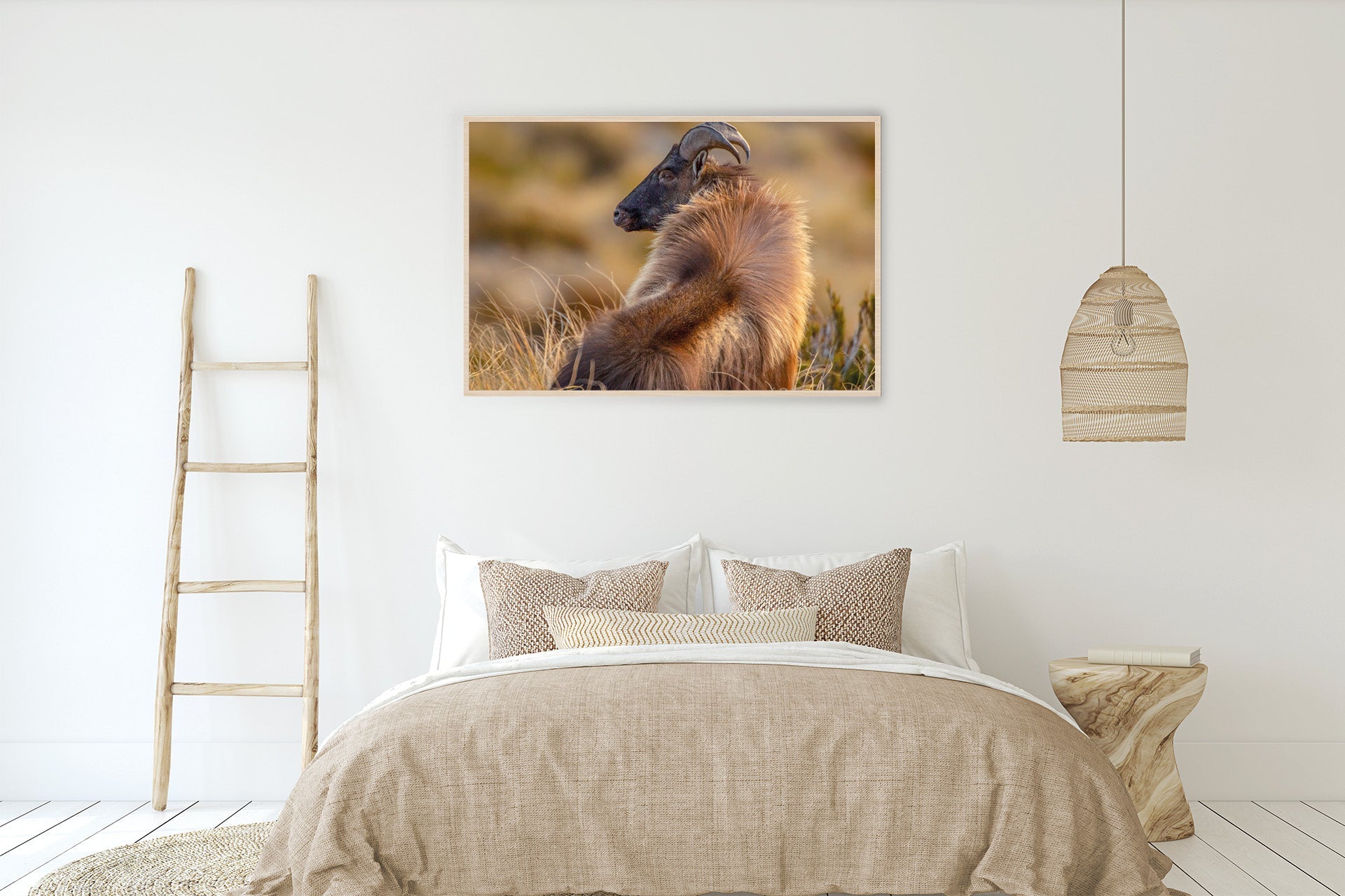Tahr photo