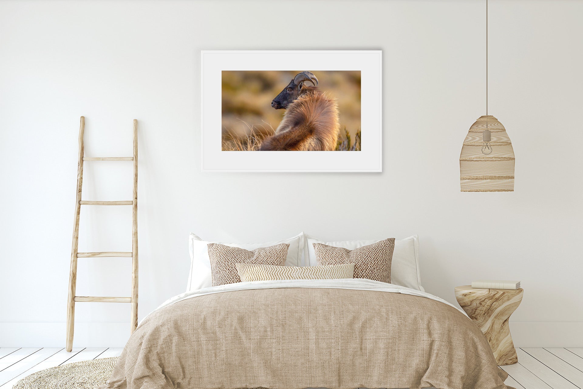 Tahr photo