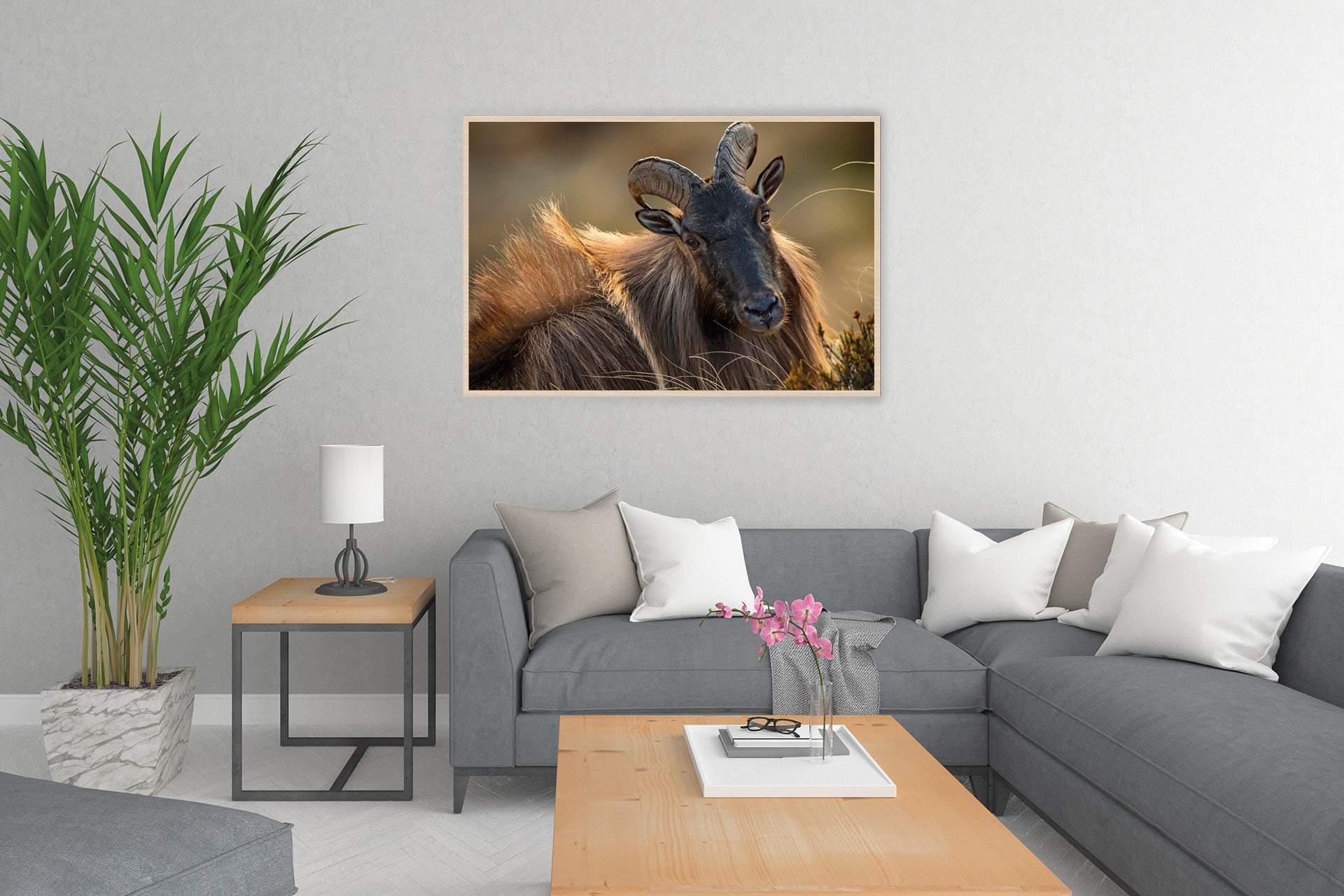 New Zealand tahr print
