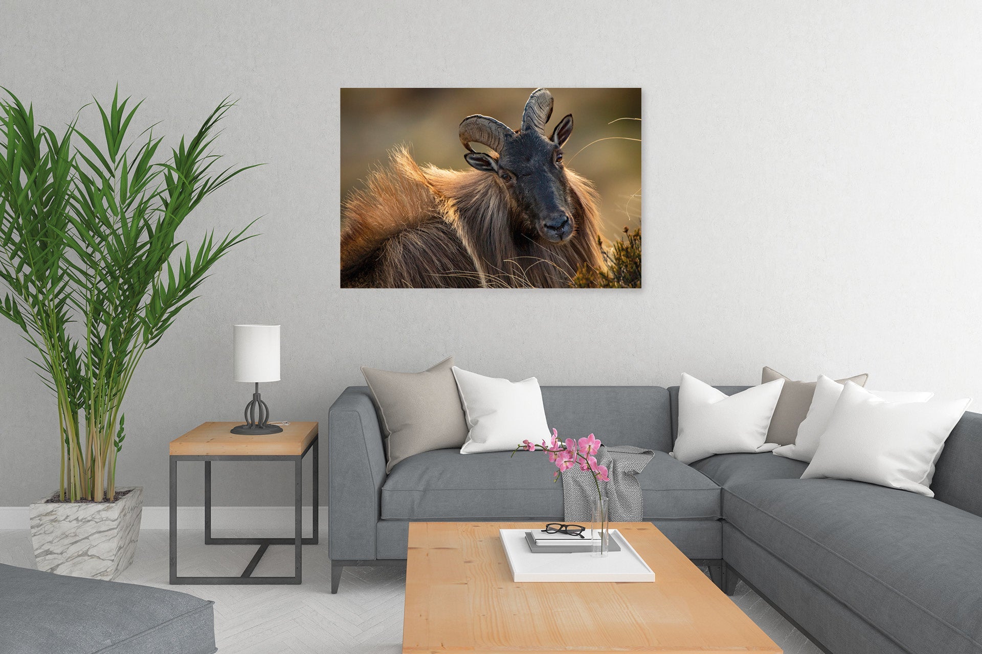 himalayan bull tahr image