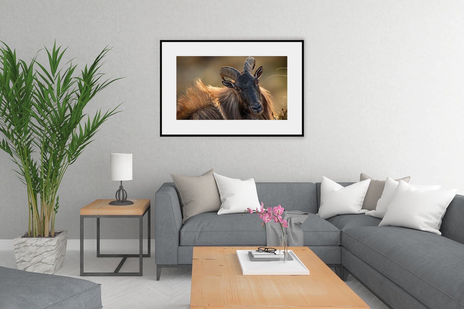himalayan bull tahr image