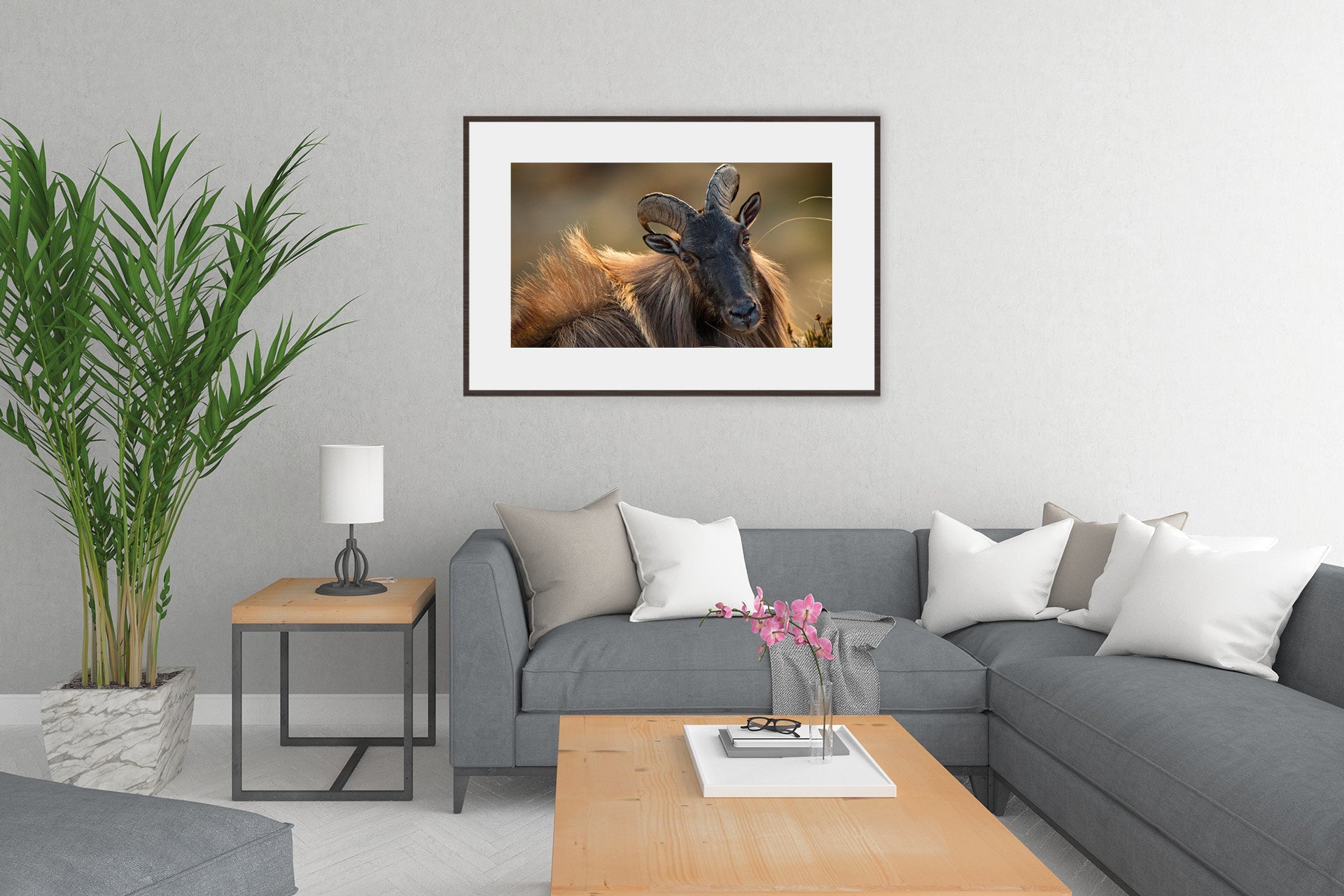 NZ tahr wall photo