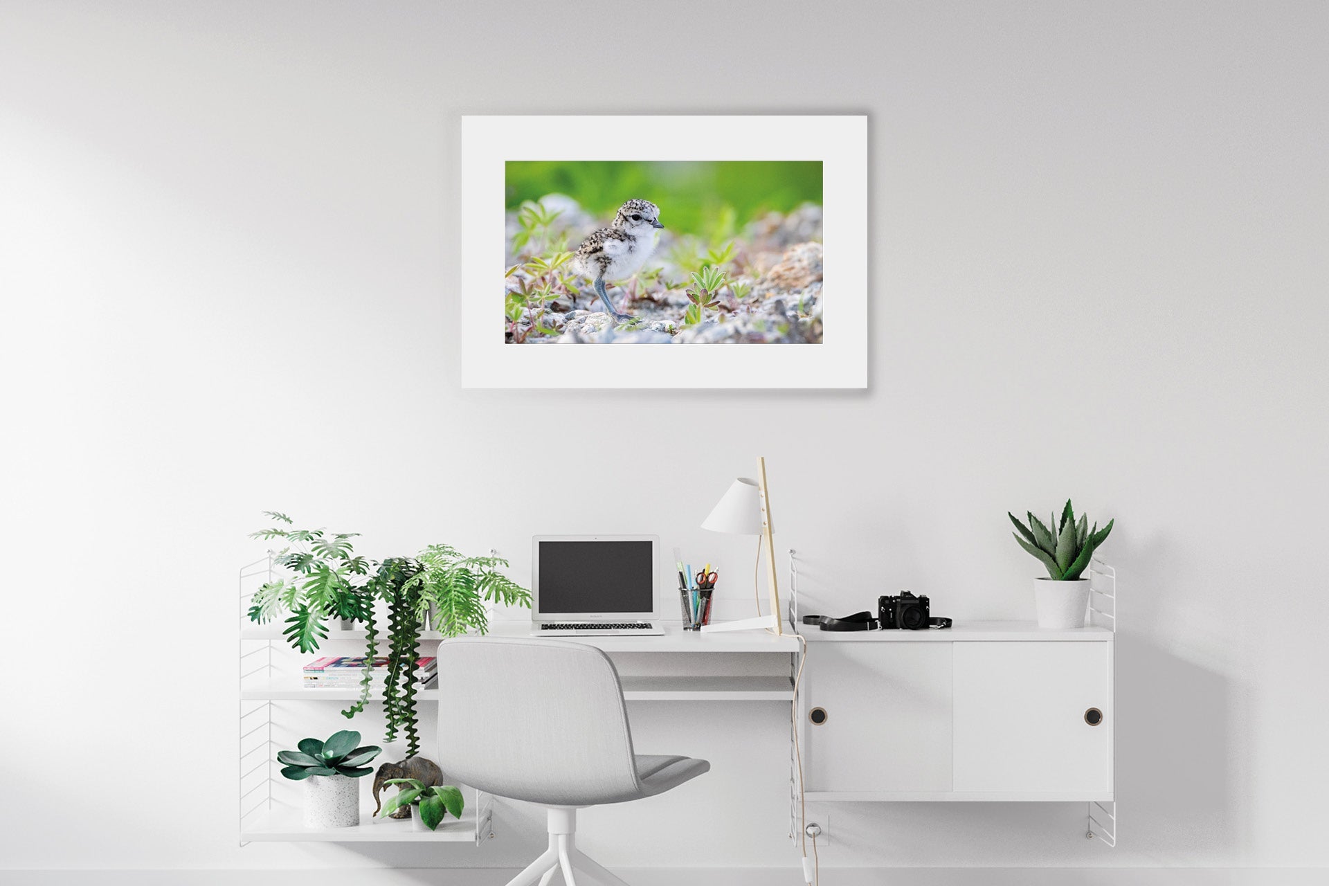 NZ native bird wall photo image