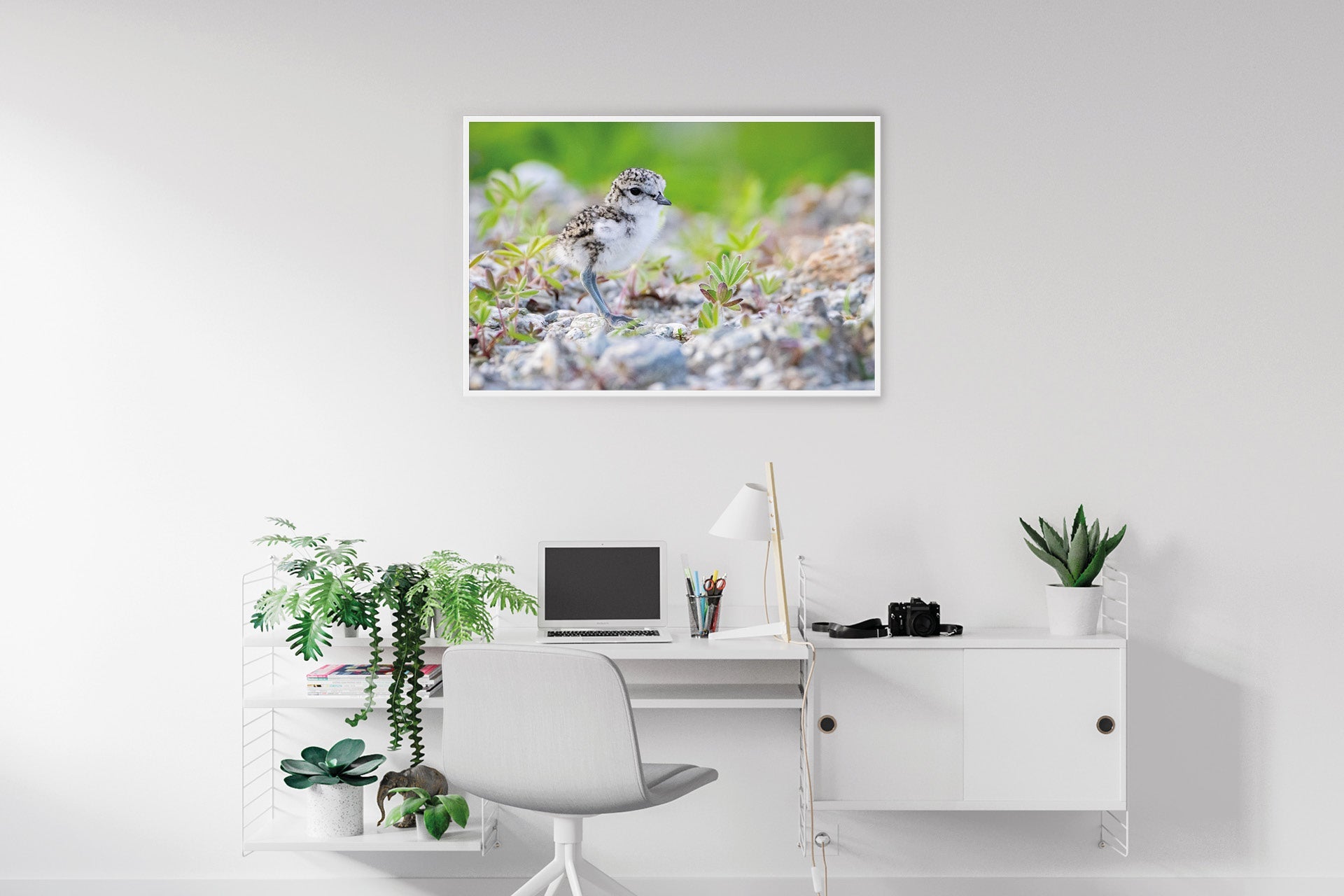 New Zealand native banded dotterel wall print