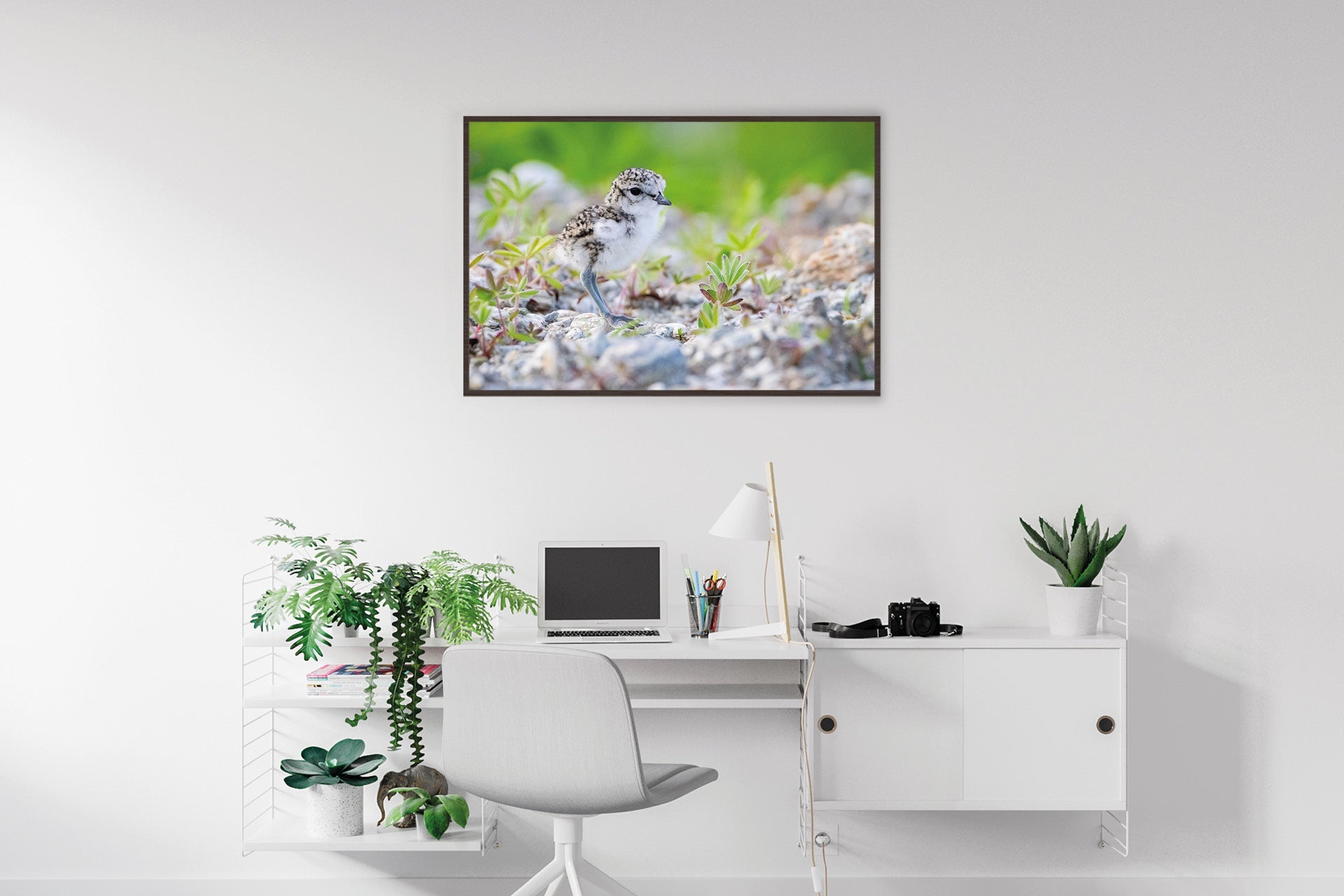 NZ native bird wall photo