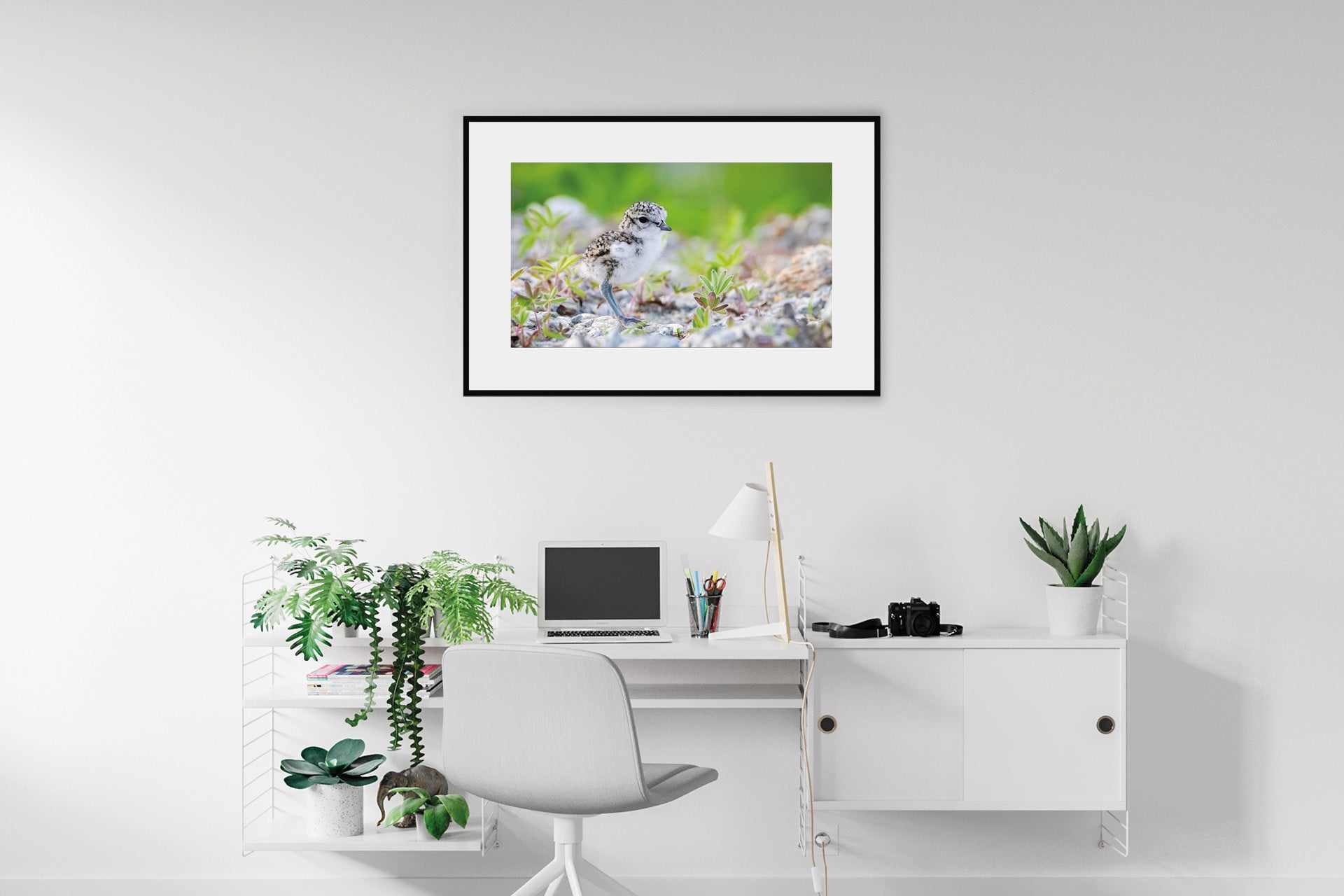 New Zealand native banded dotterel wall print