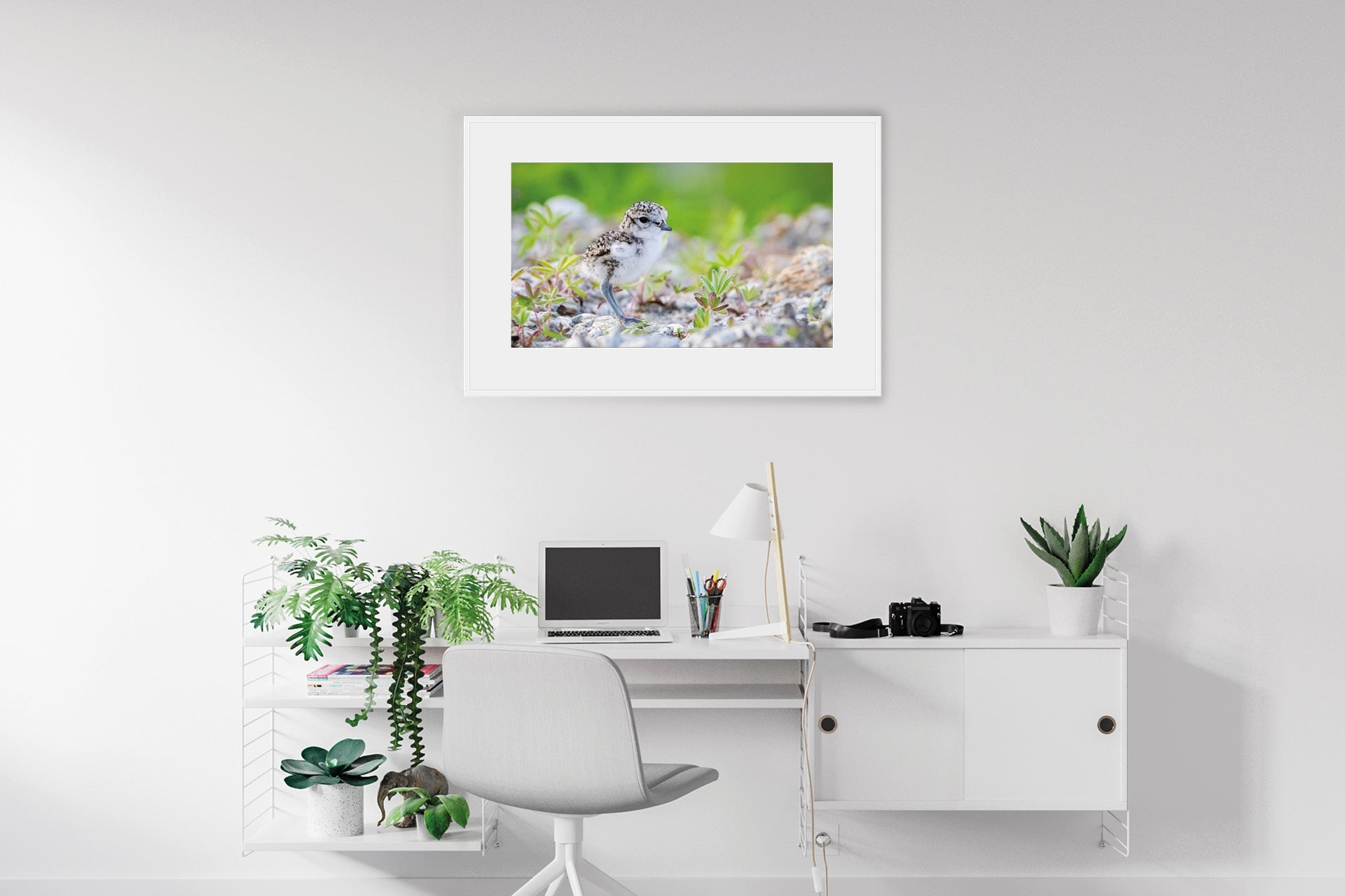 NZ native bird wall print