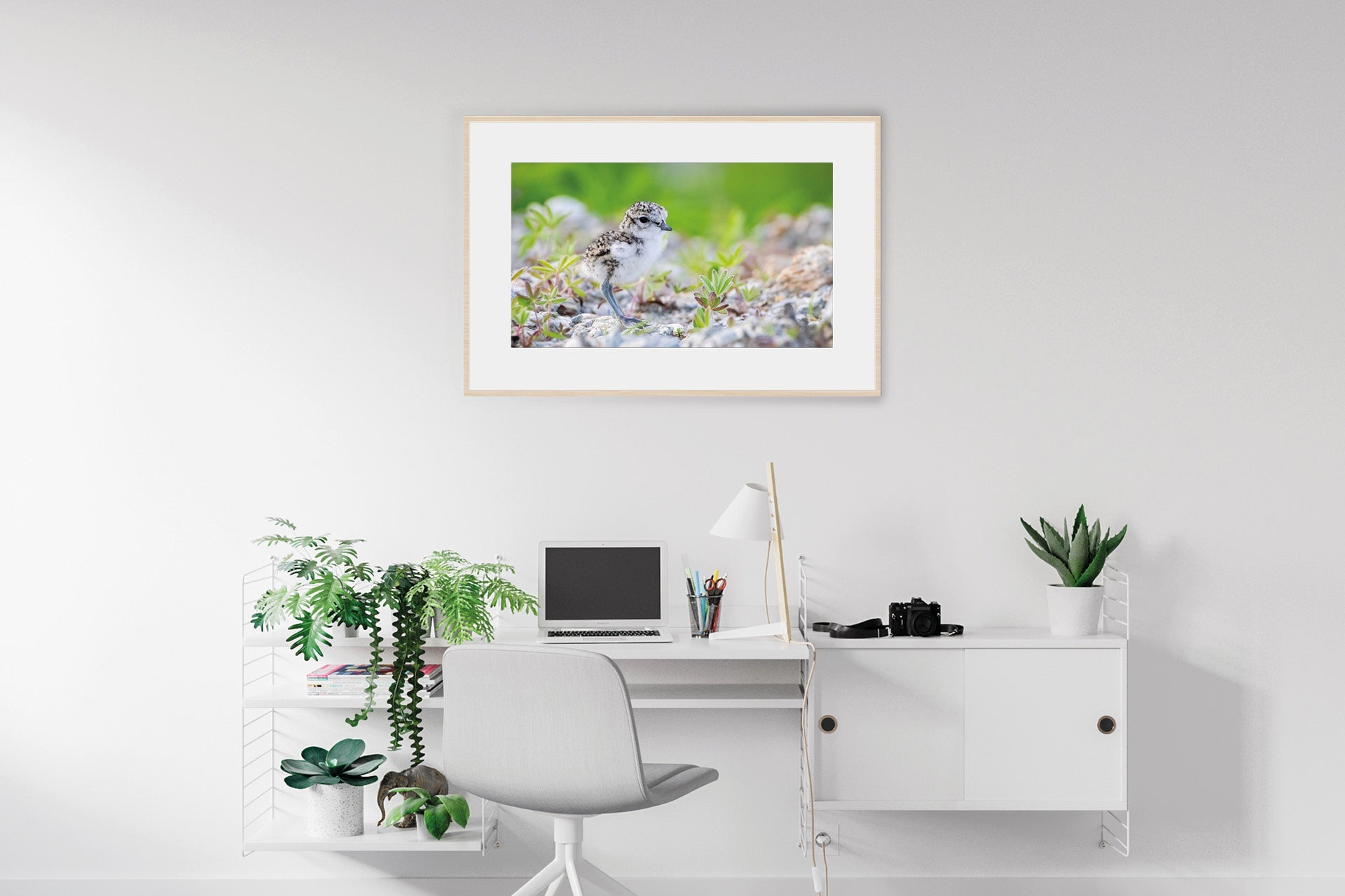 NZ native bird wall print