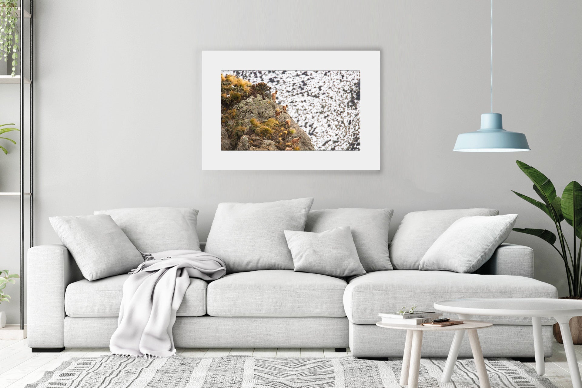Himalayan Tahr family group print