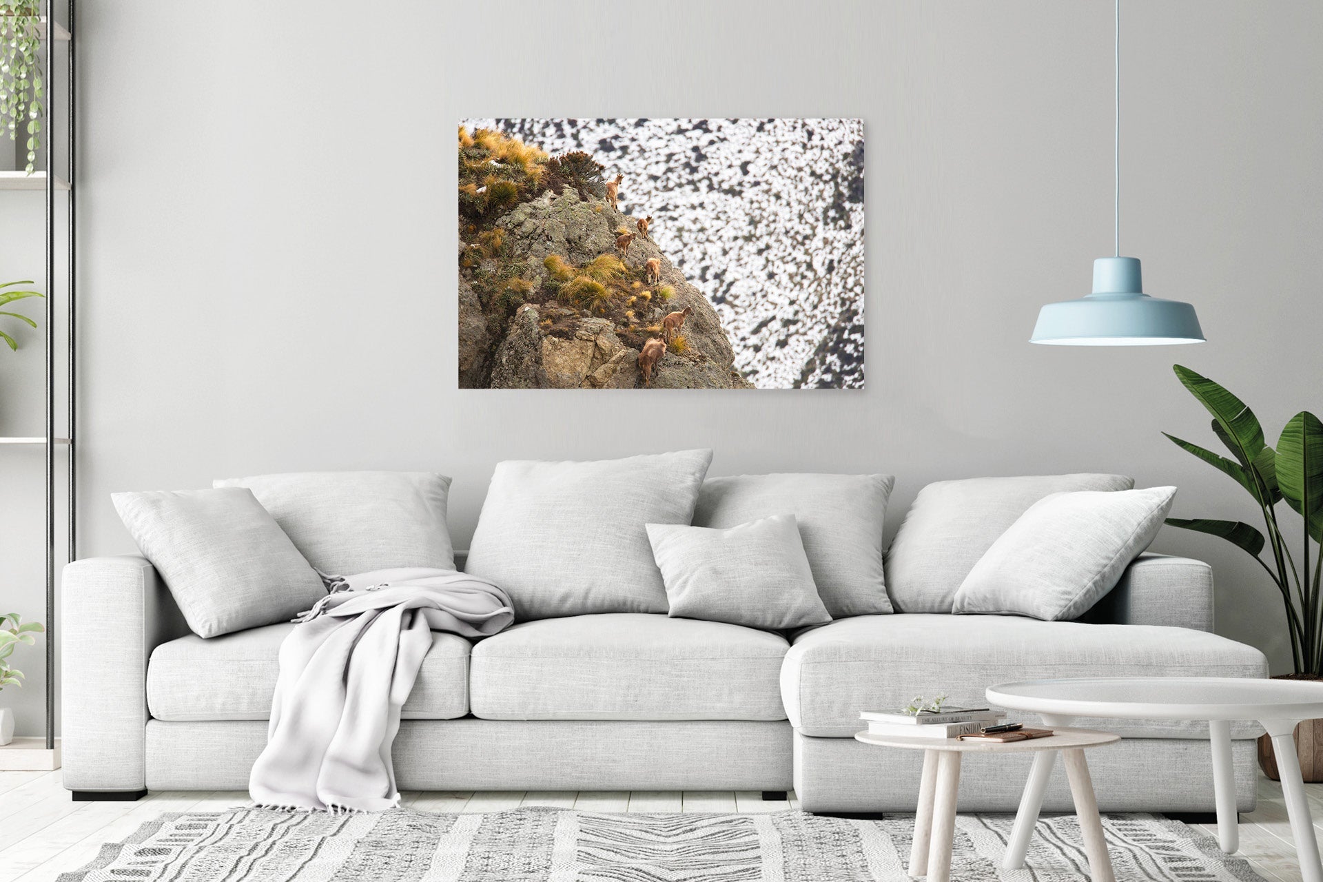 Family group of Himalayan Tahr