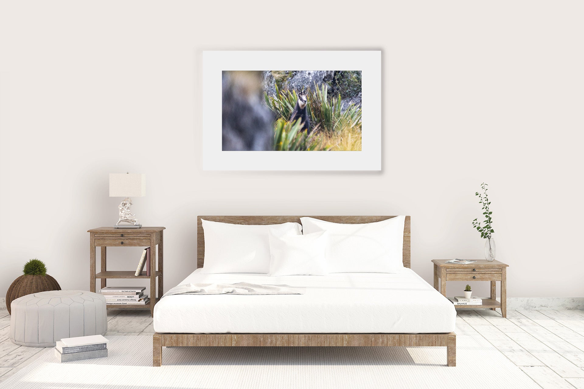 NZ Chamois Buck images