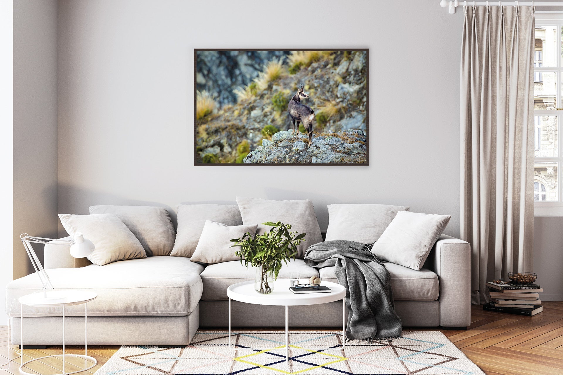 Mature Chamois Buck wall images photo