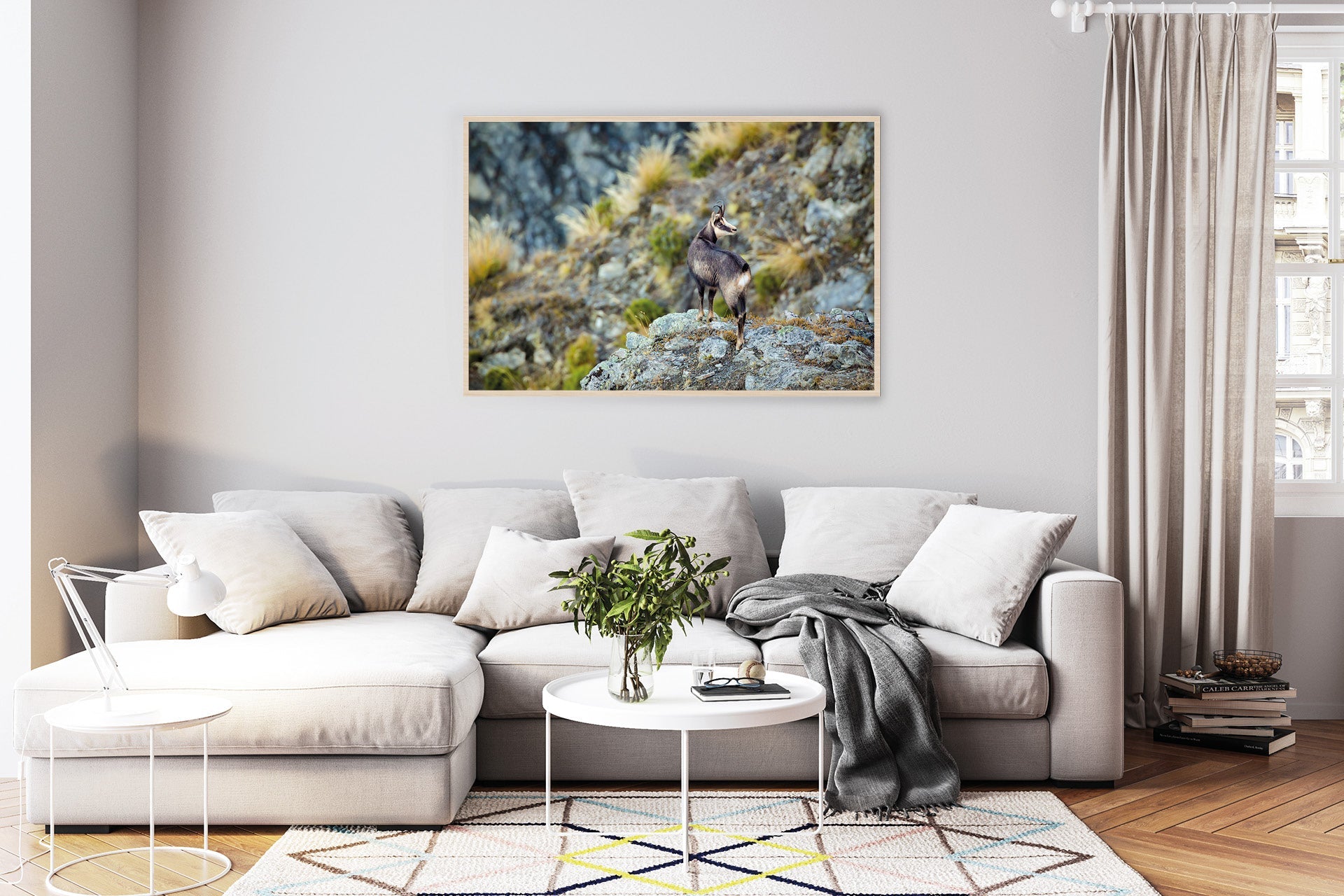 Mature Chamois Buck wall images photo