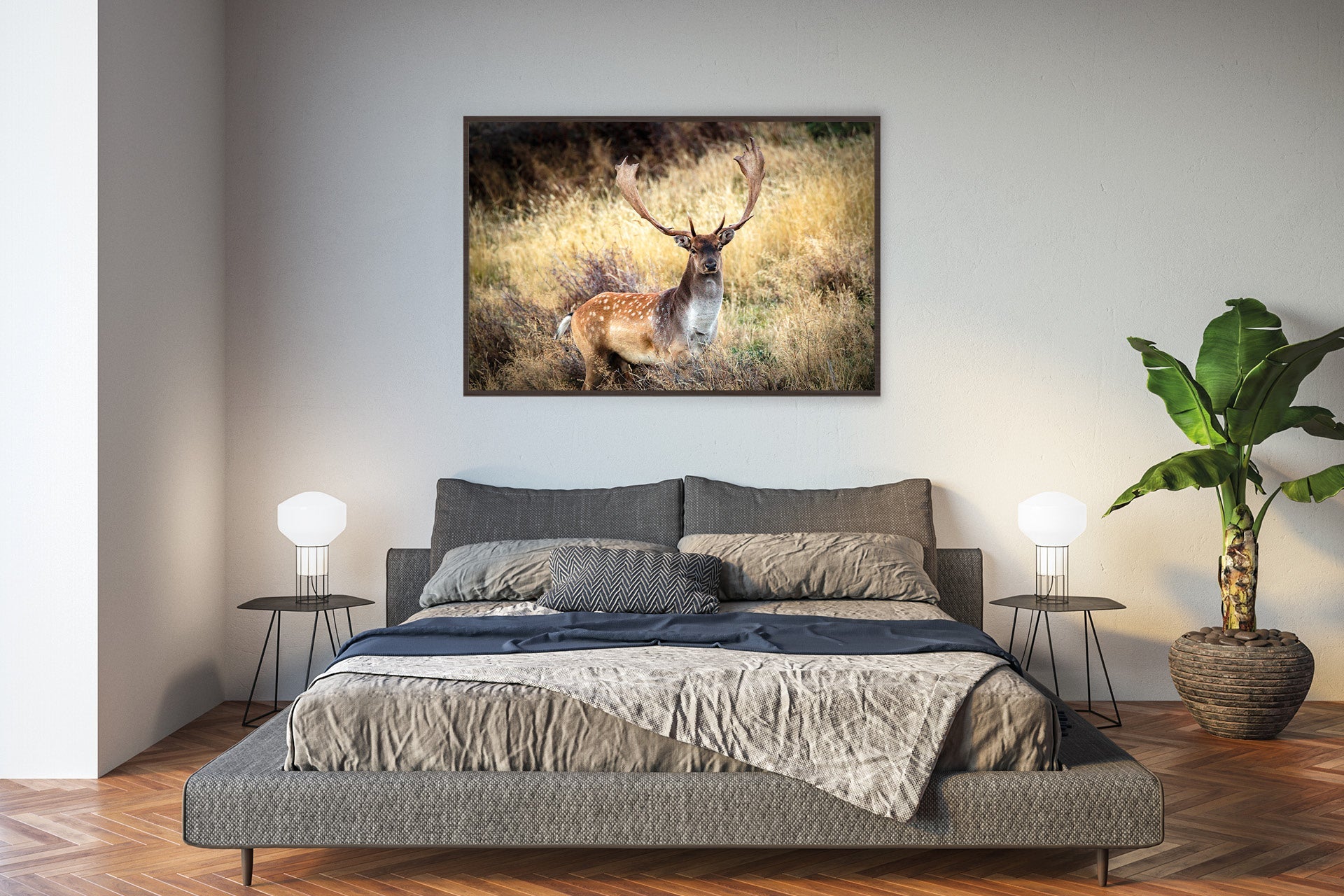 Fallow Buck photo